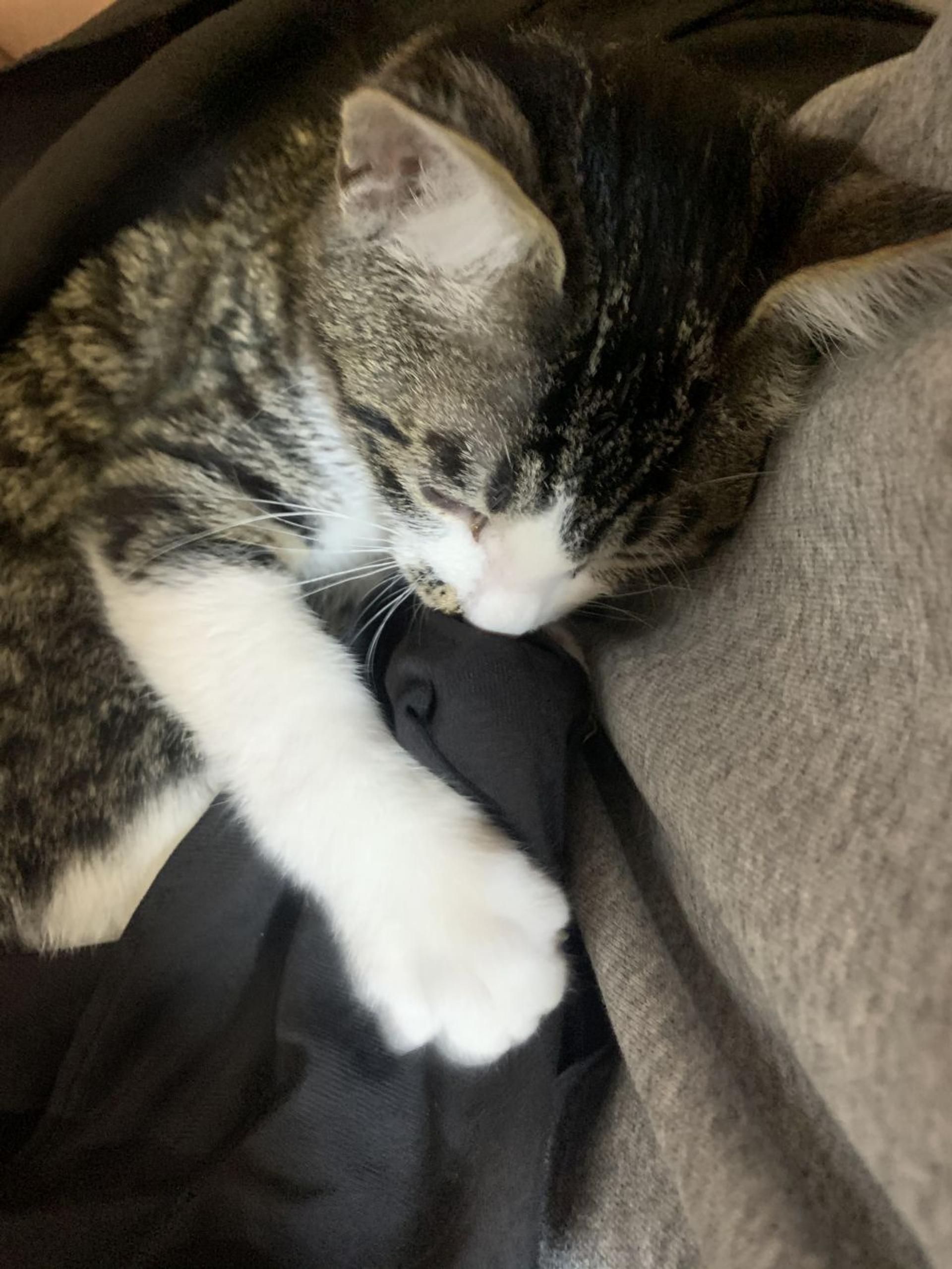 pet-image-3