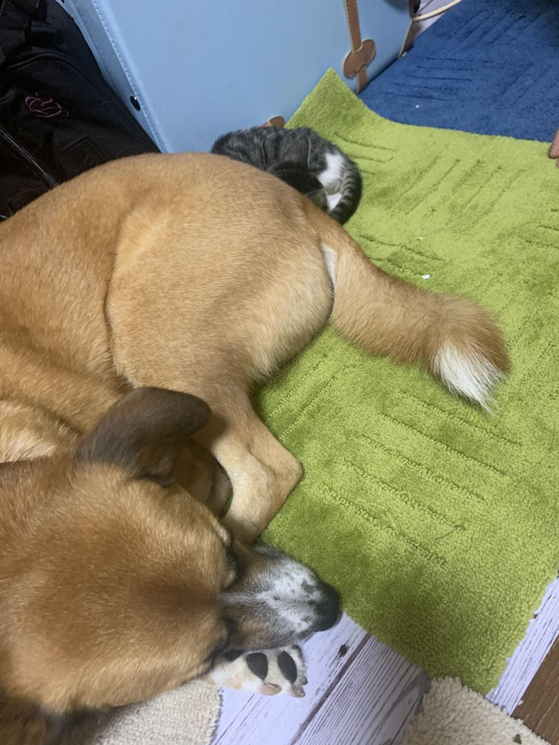 pet-image-5