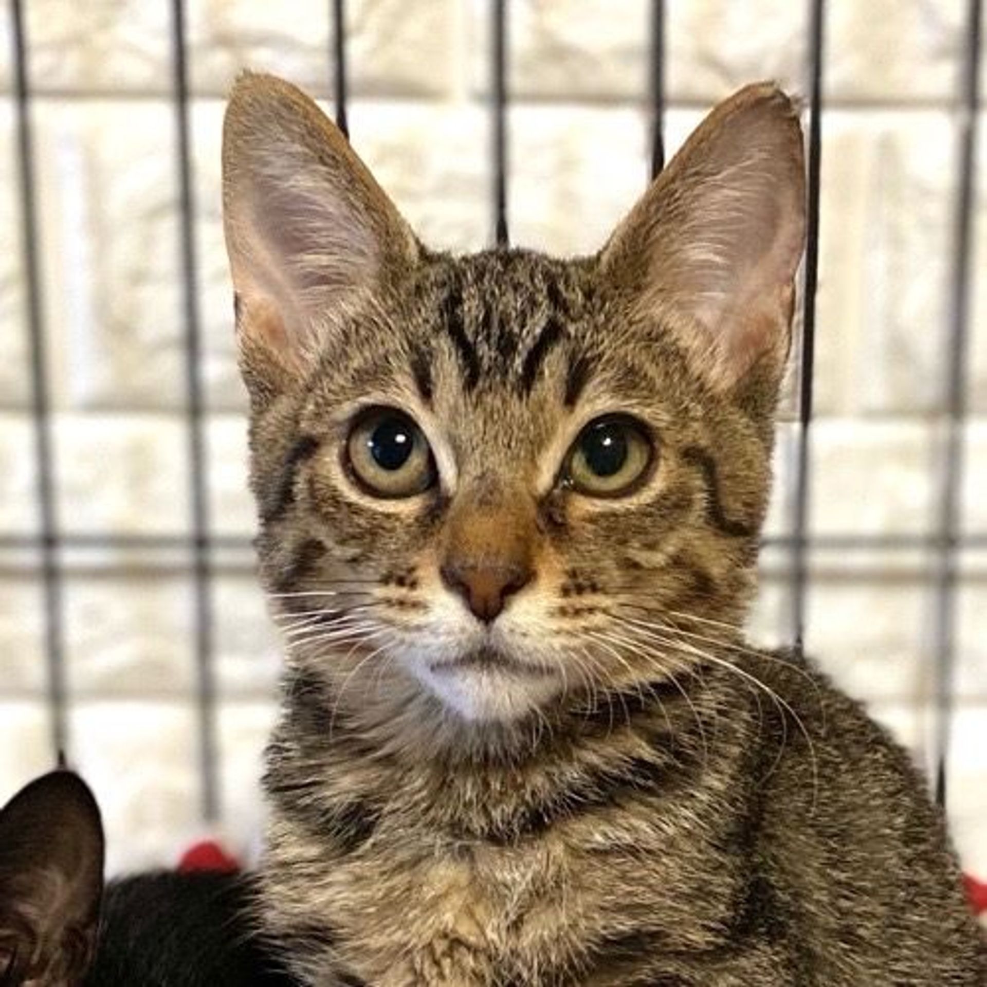 雑種（ミックス猫）・オスの里親募集の写真