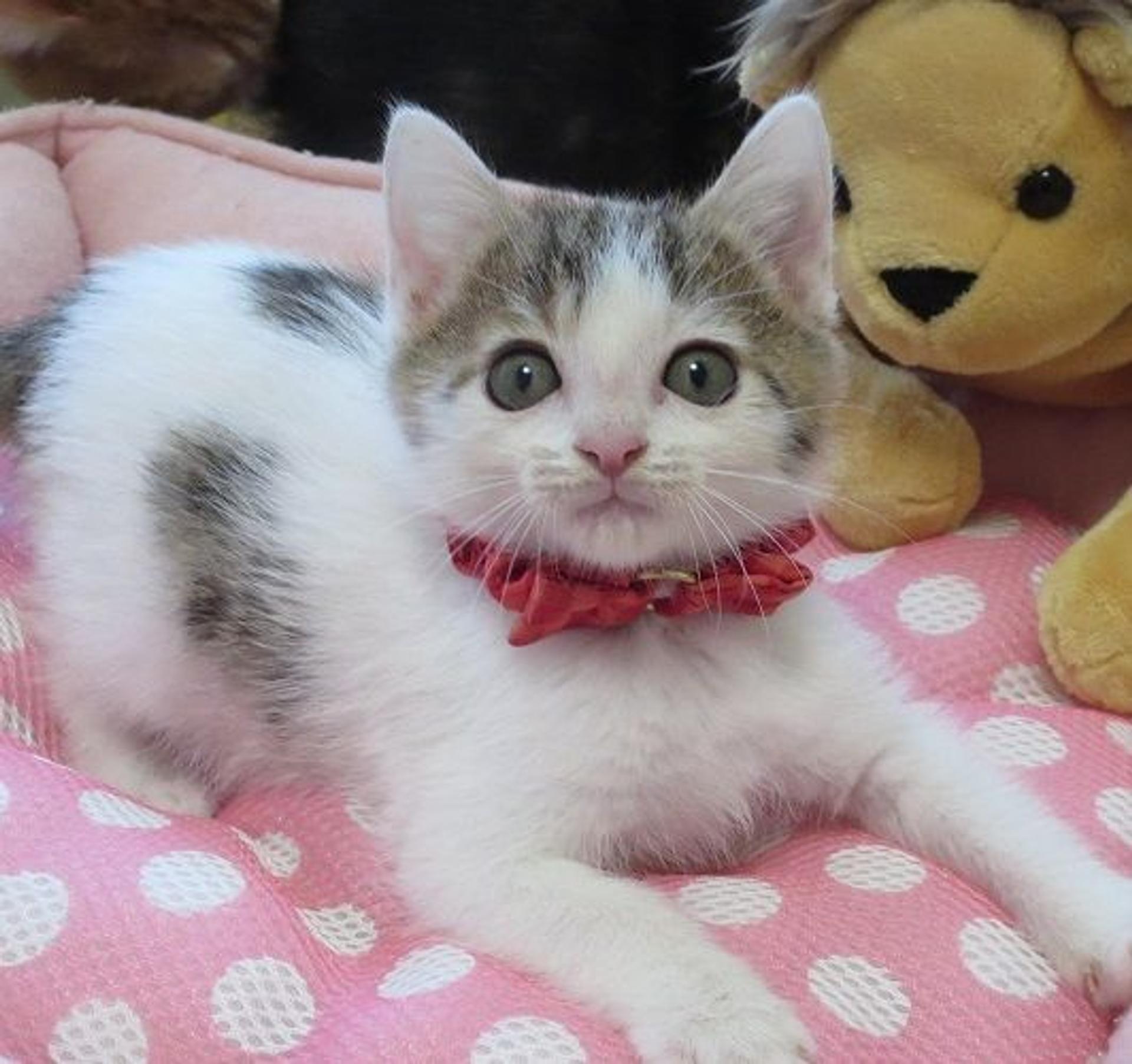 pet-image-3