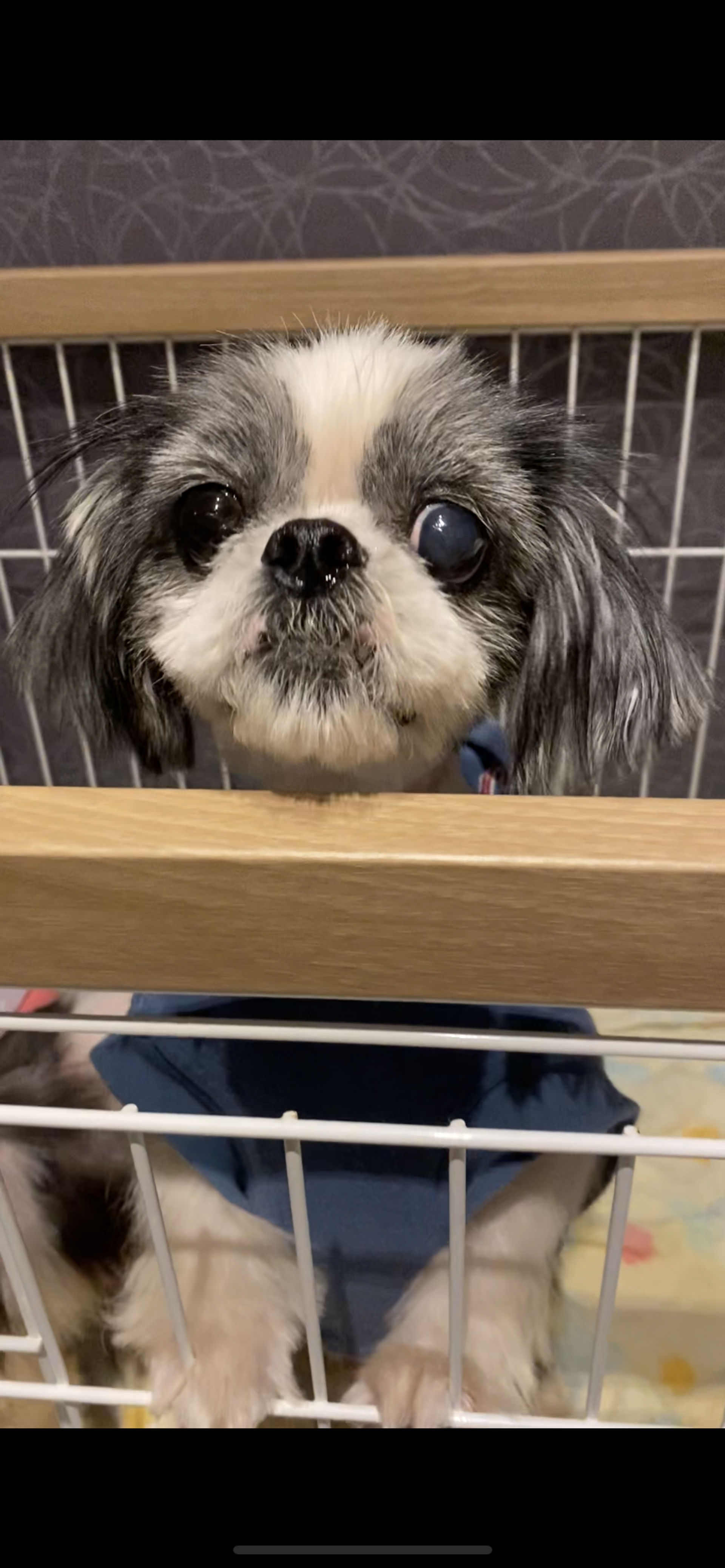 狆（チン）・メスの里親募集の写真