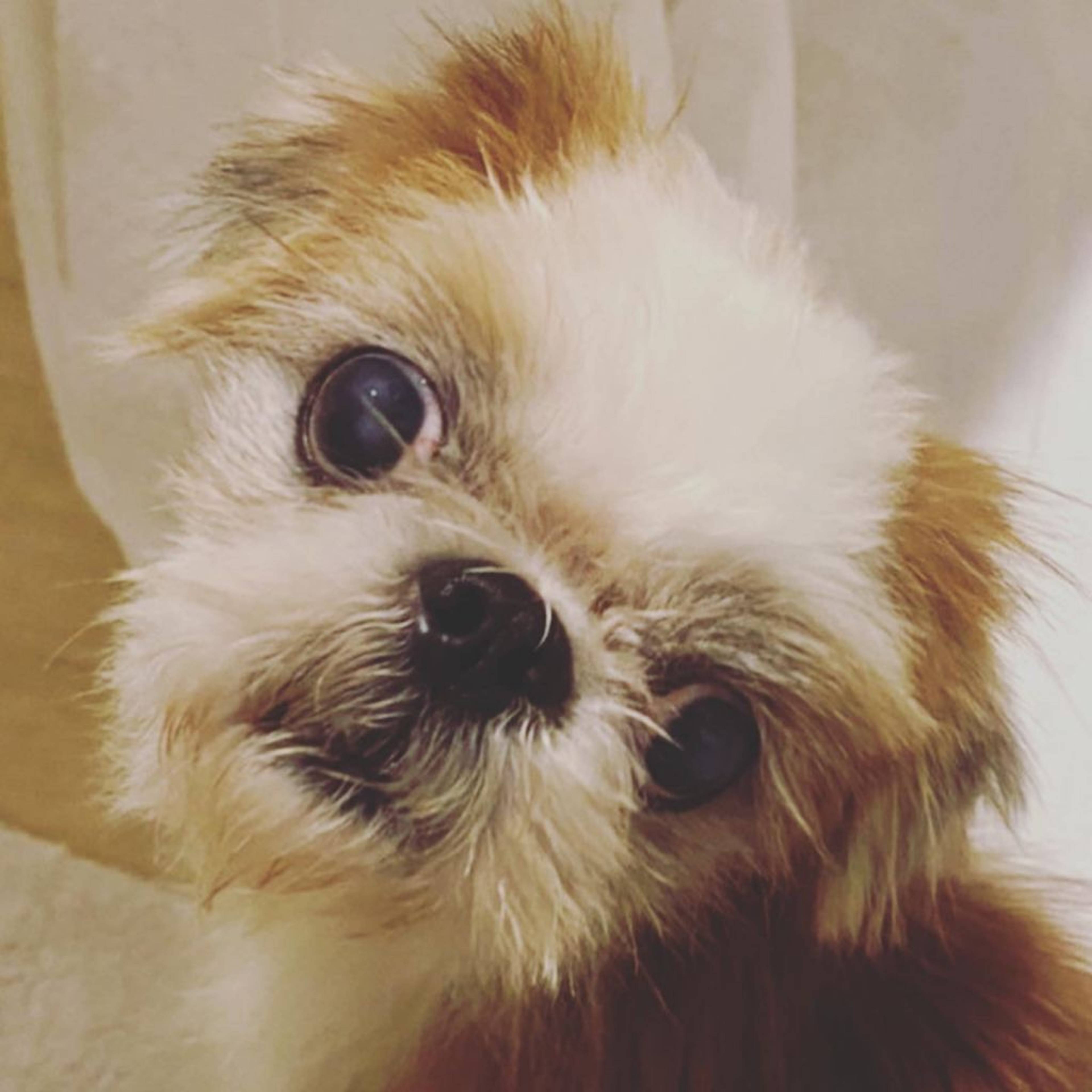 狆（チン）・オスの里親募集の写真