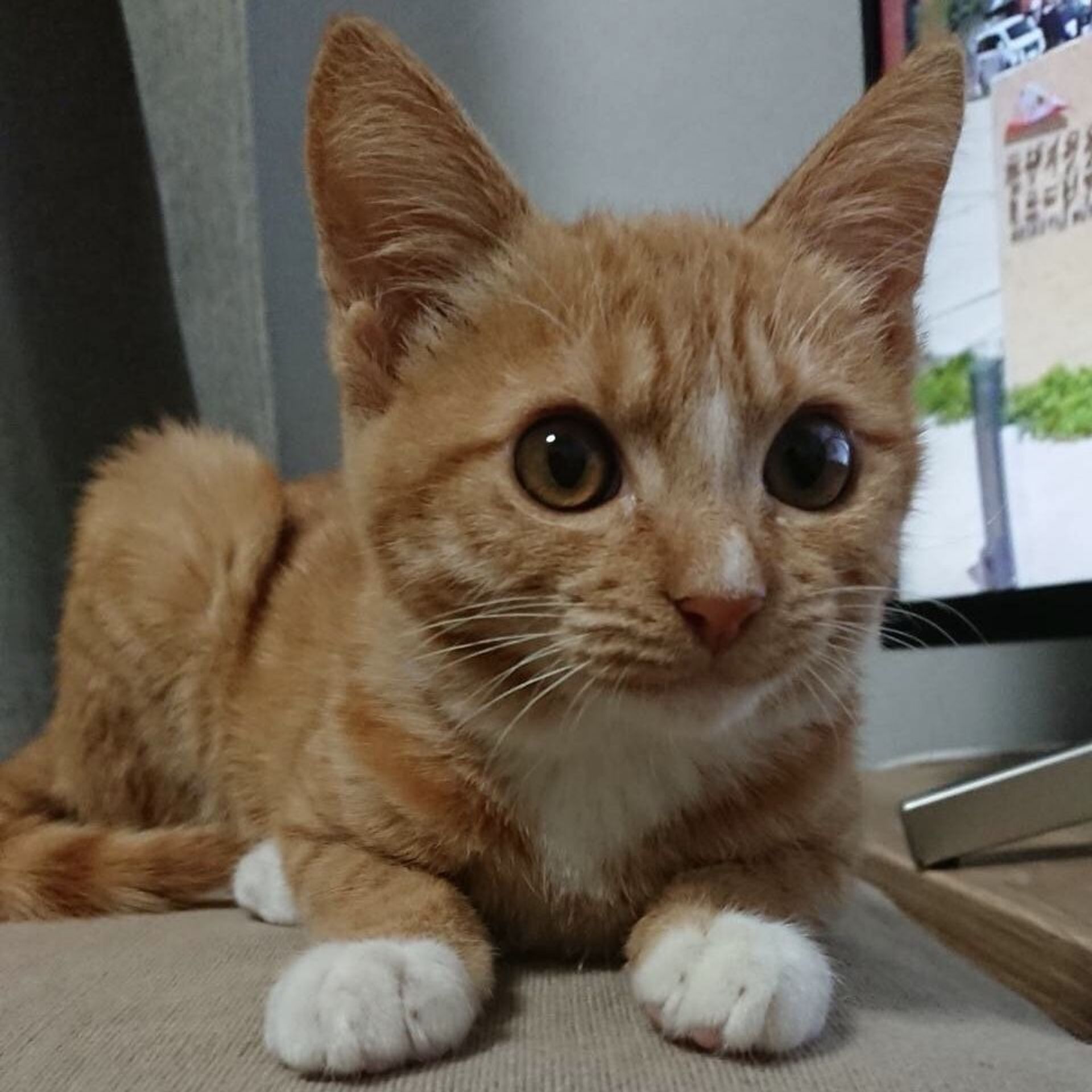 雑種（ミックス猫）・メスの里親募集の写真
