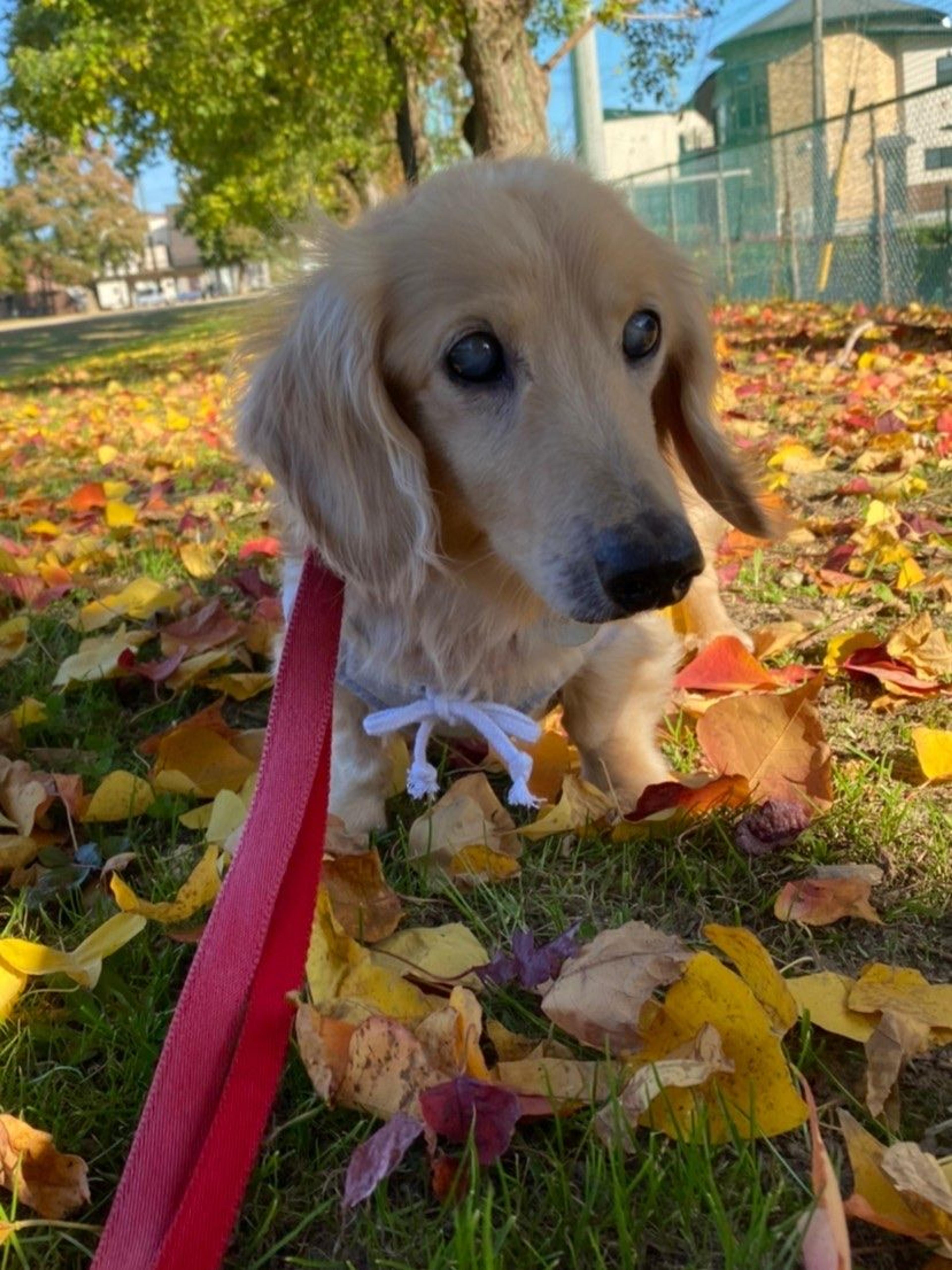 pet-image-2