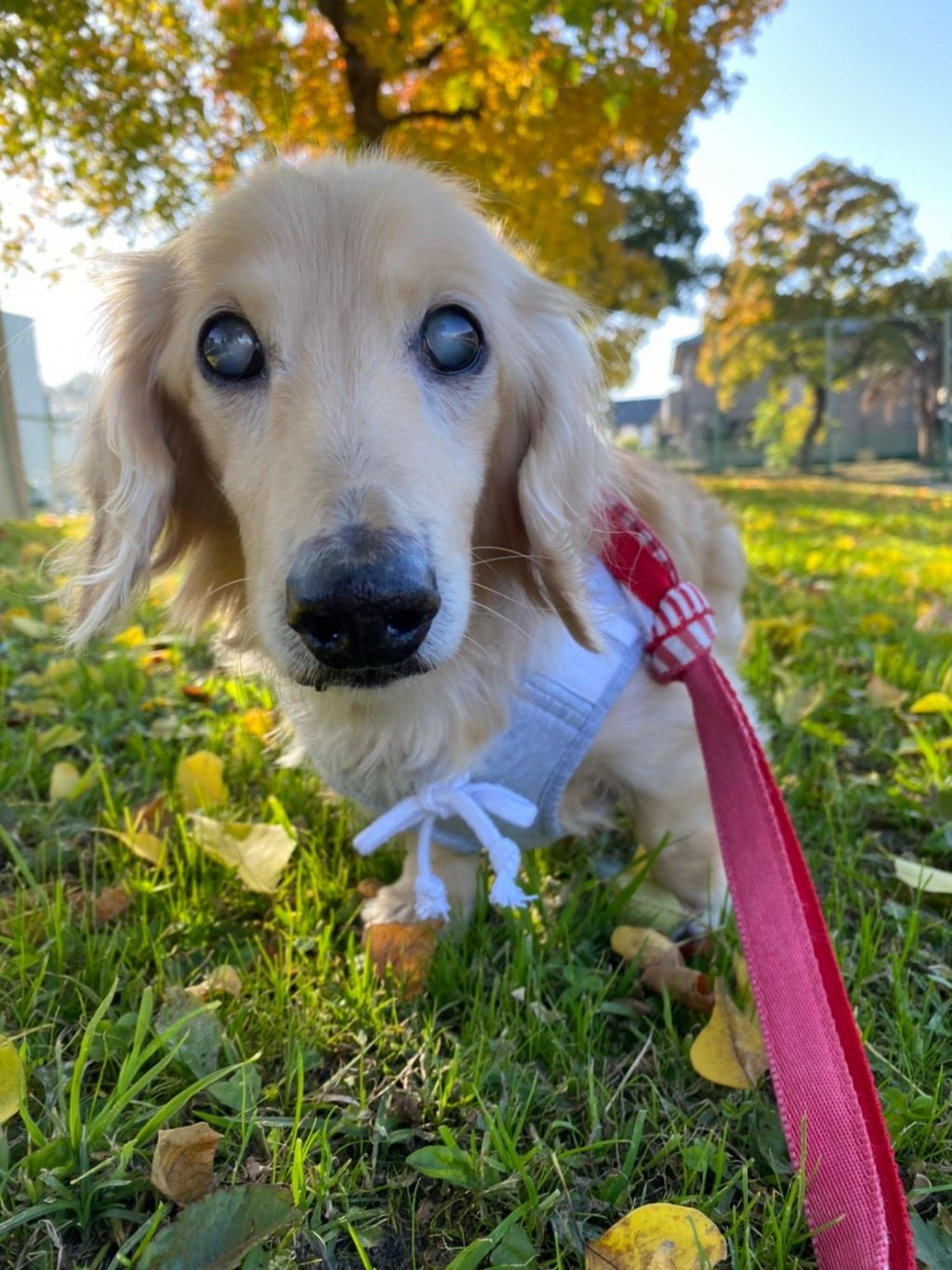 pet-image-5