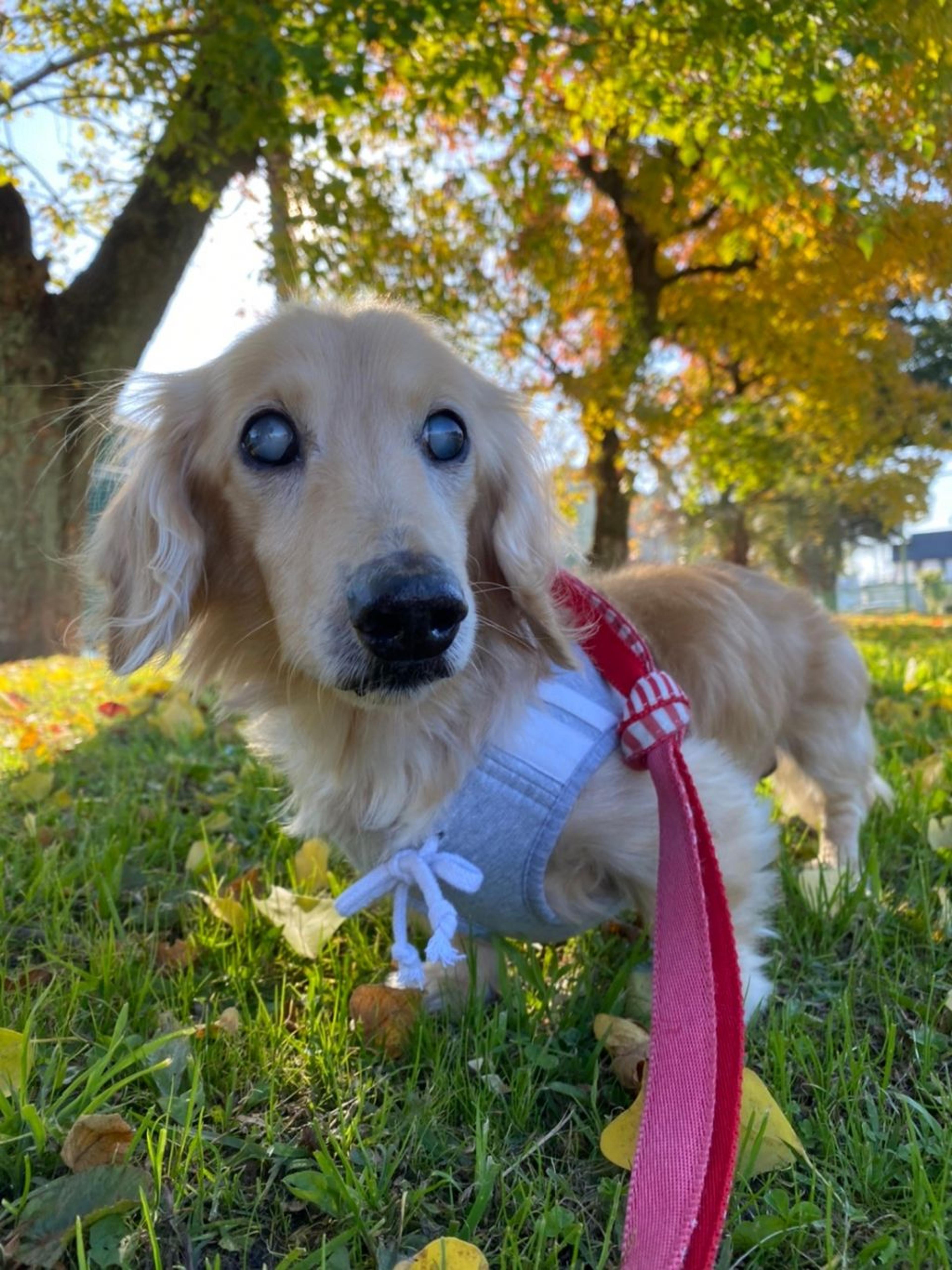 pet-image-6
