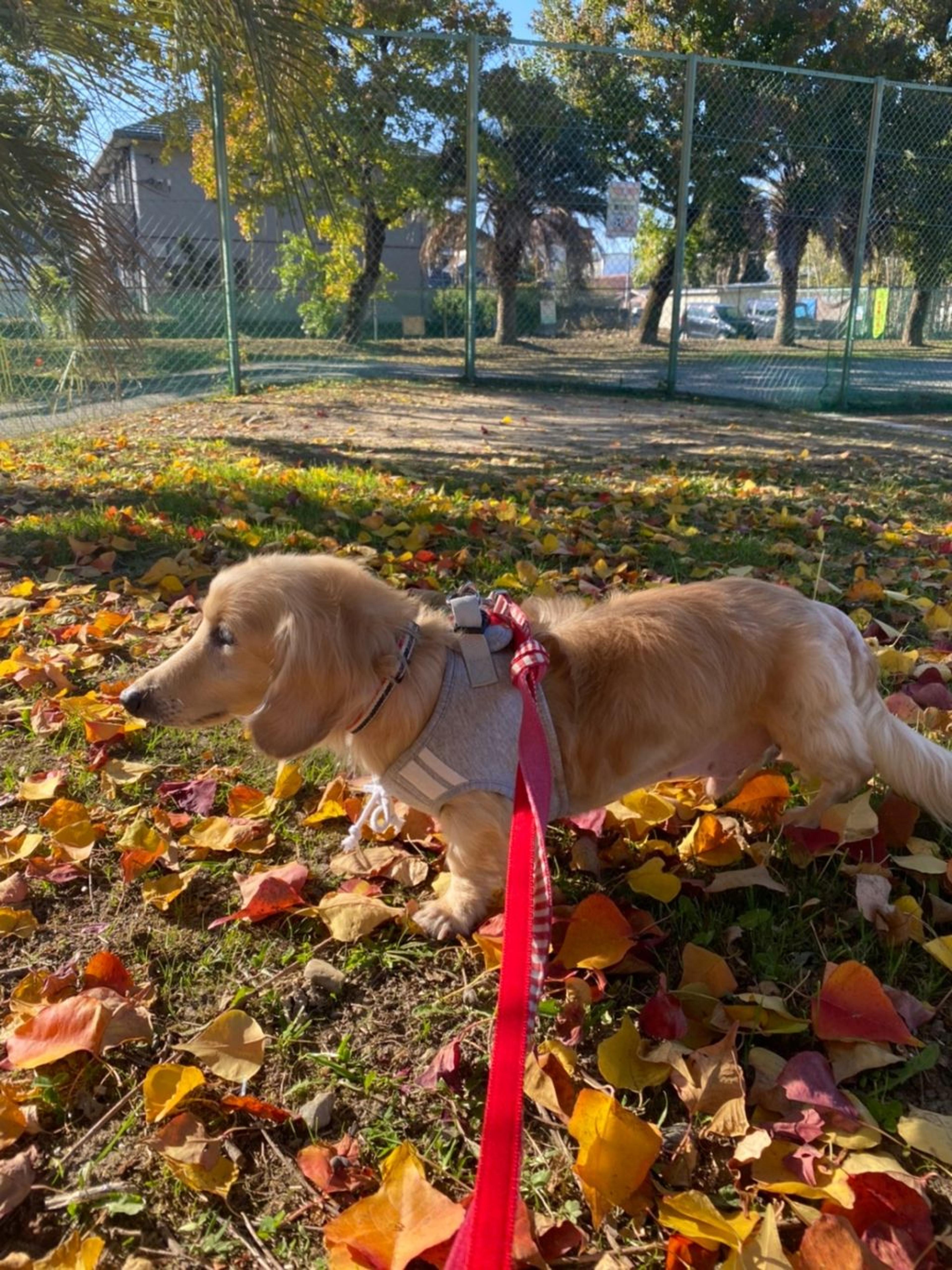 pet-image-7