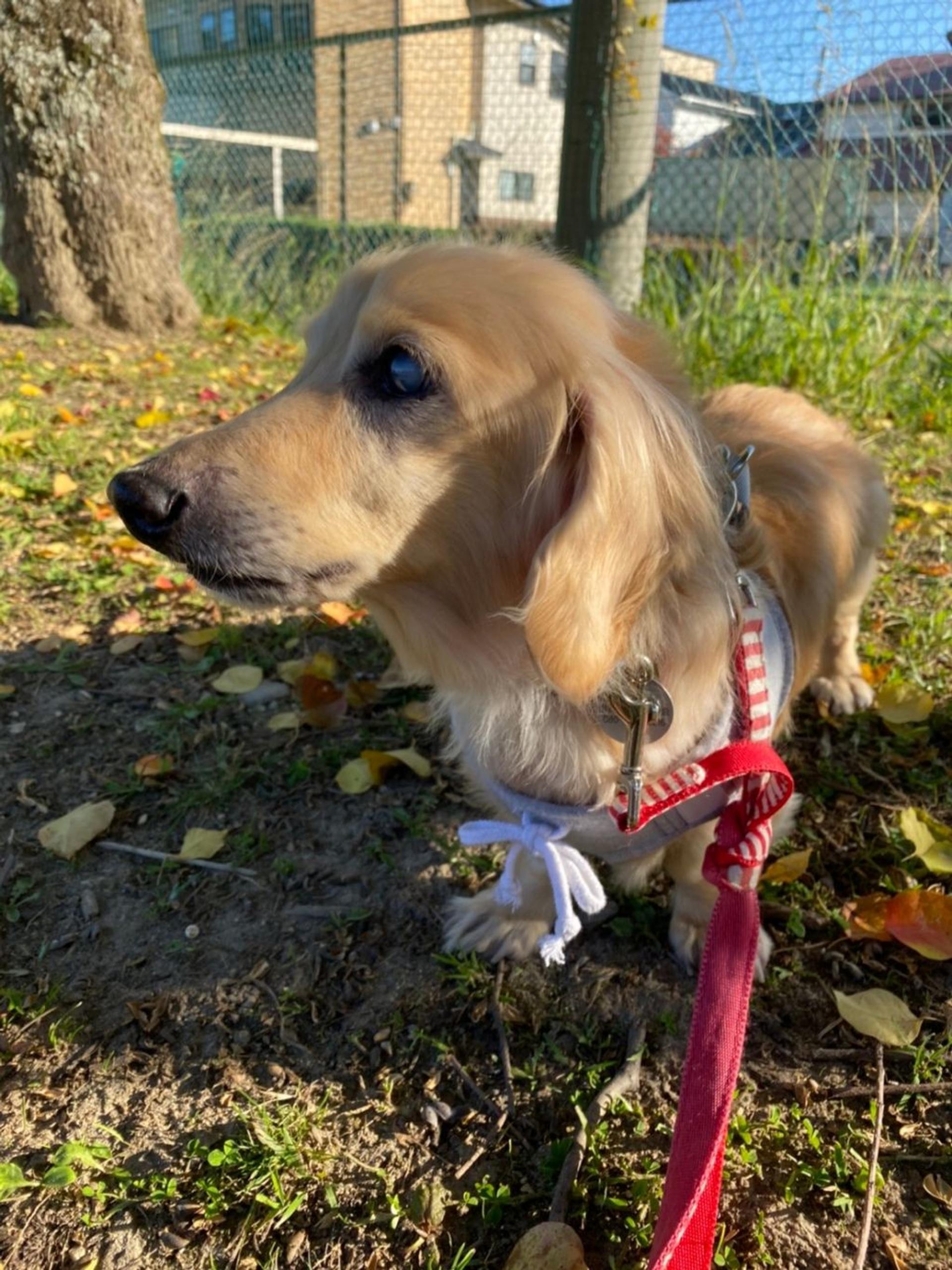 pet-image-8