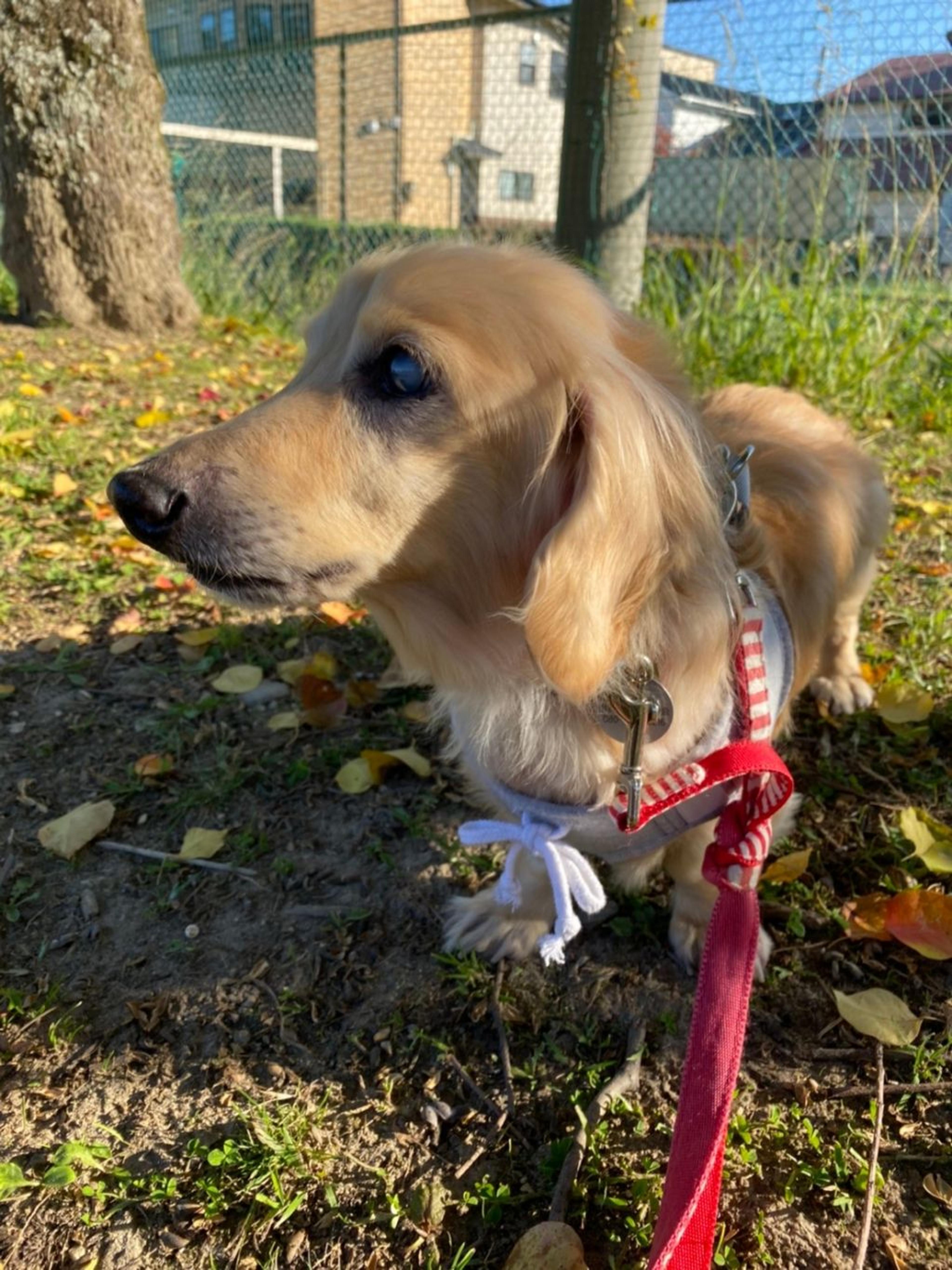 pet-image-8