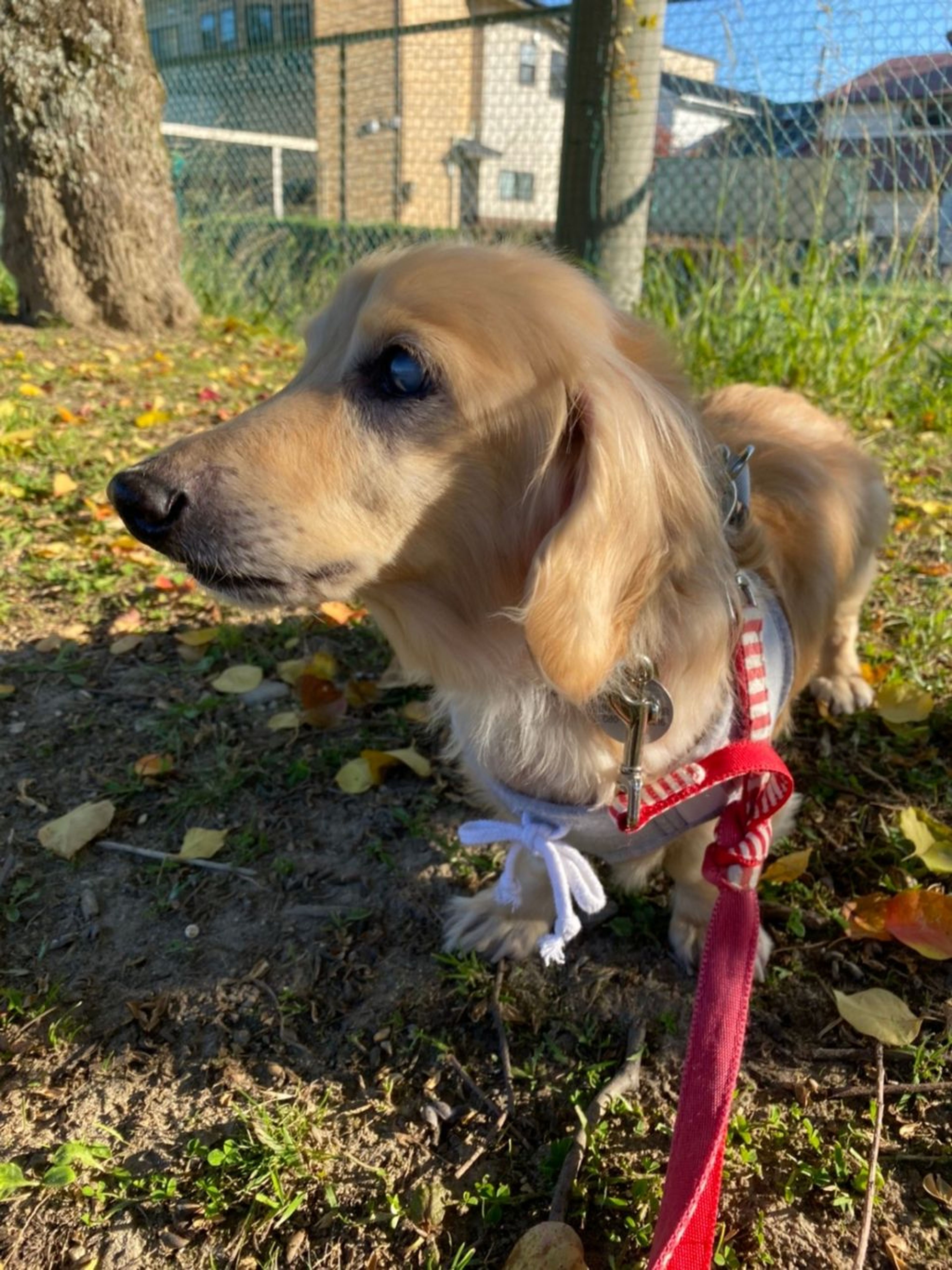 pet-image-8