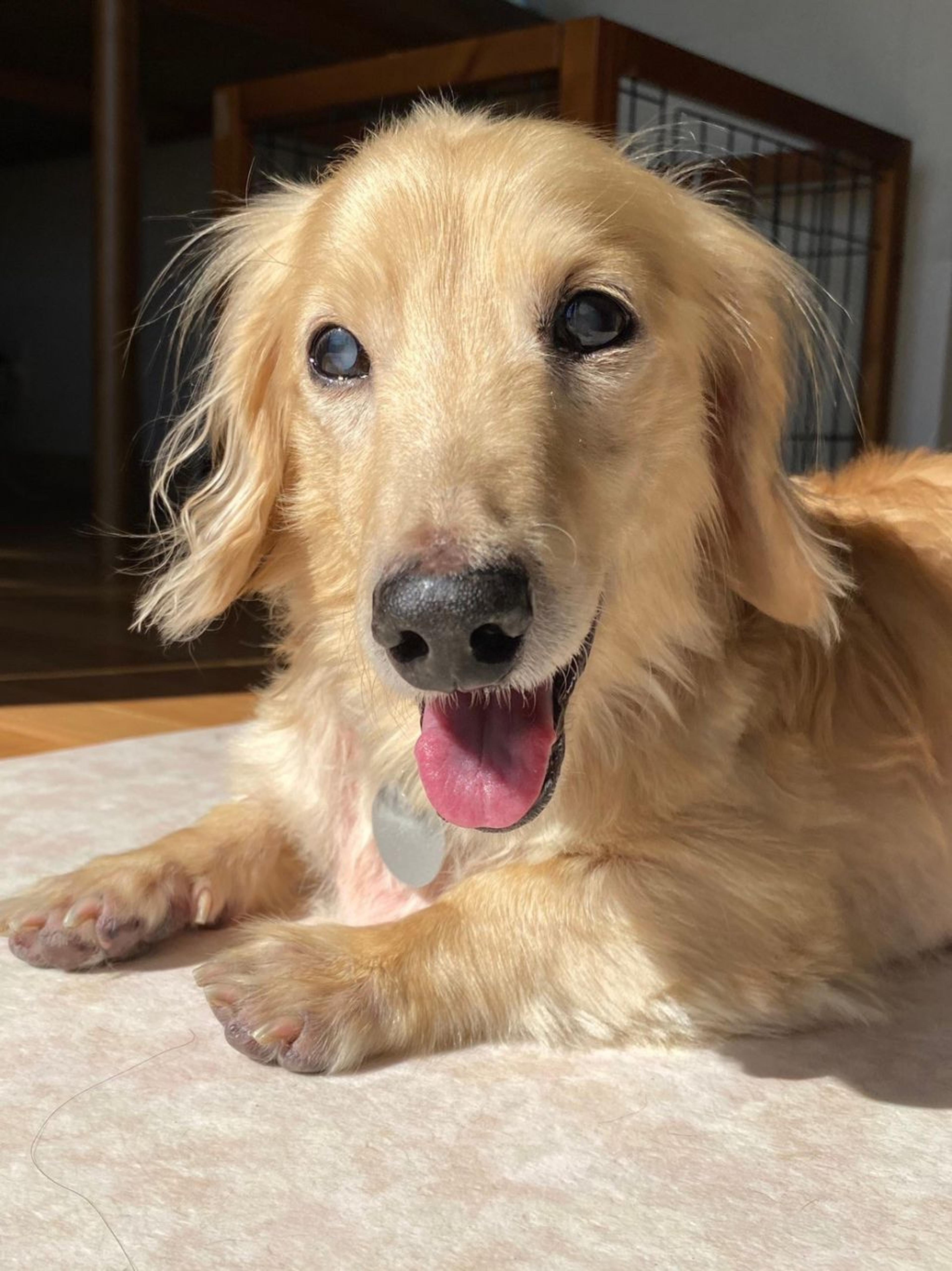 pet-image-9