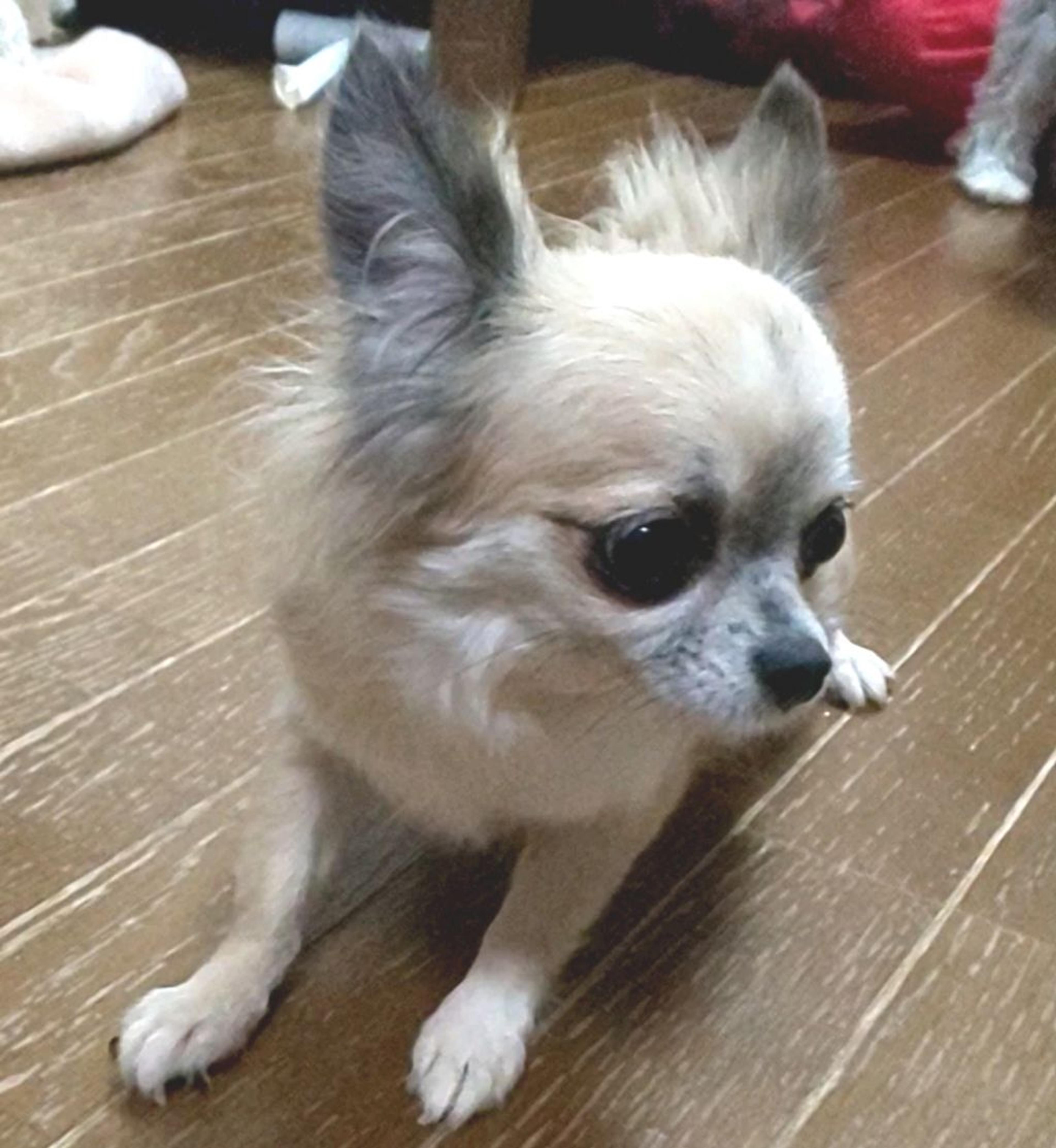 pet-image-2