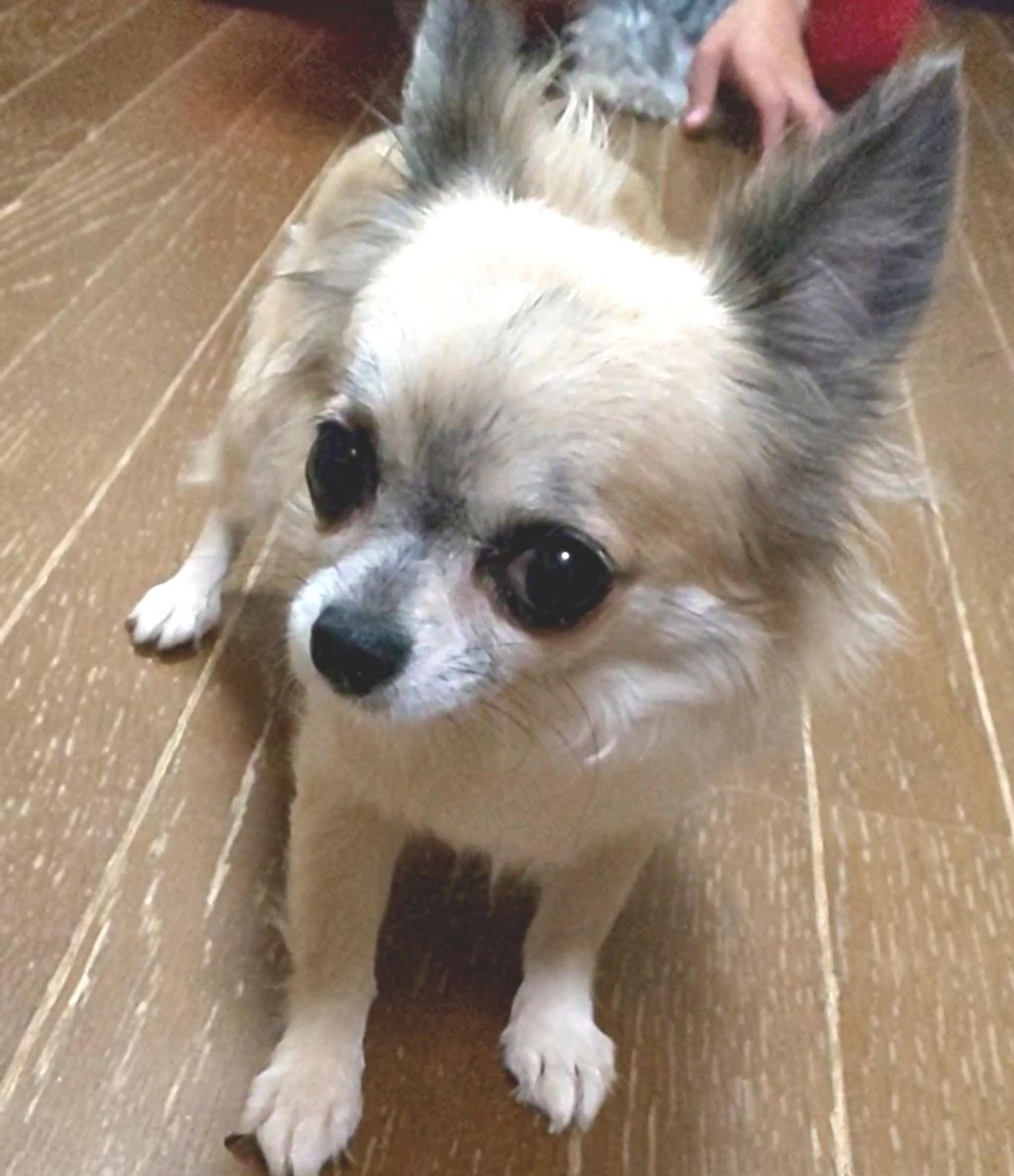 pet-image-3