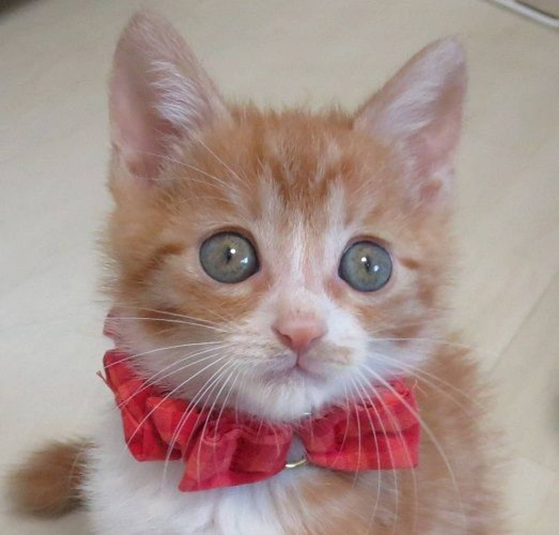 雑種（ミックス猫）・オスの里親募集の写真