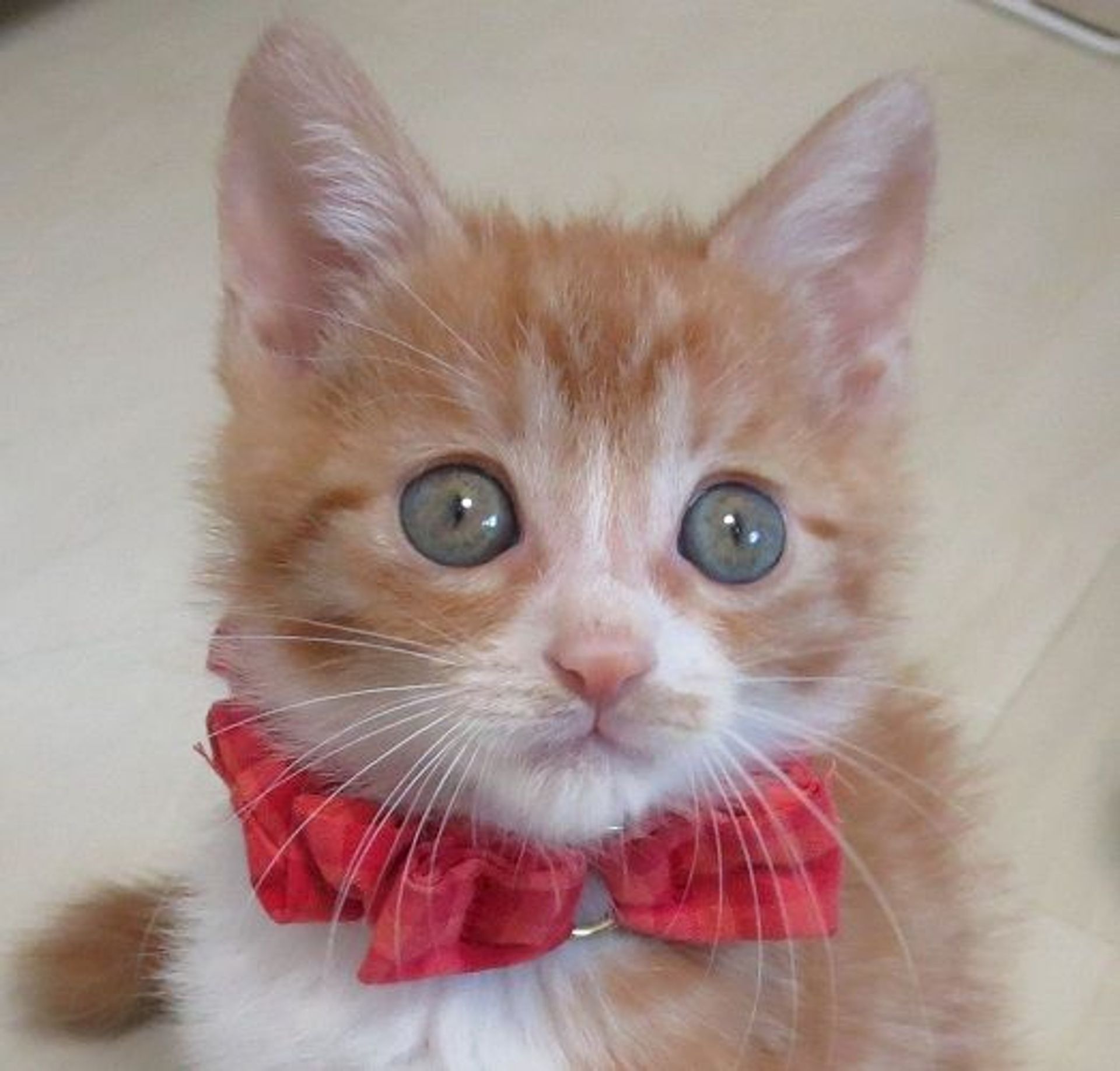 雑種（ミックス猫）・オスの里親募集の写真
