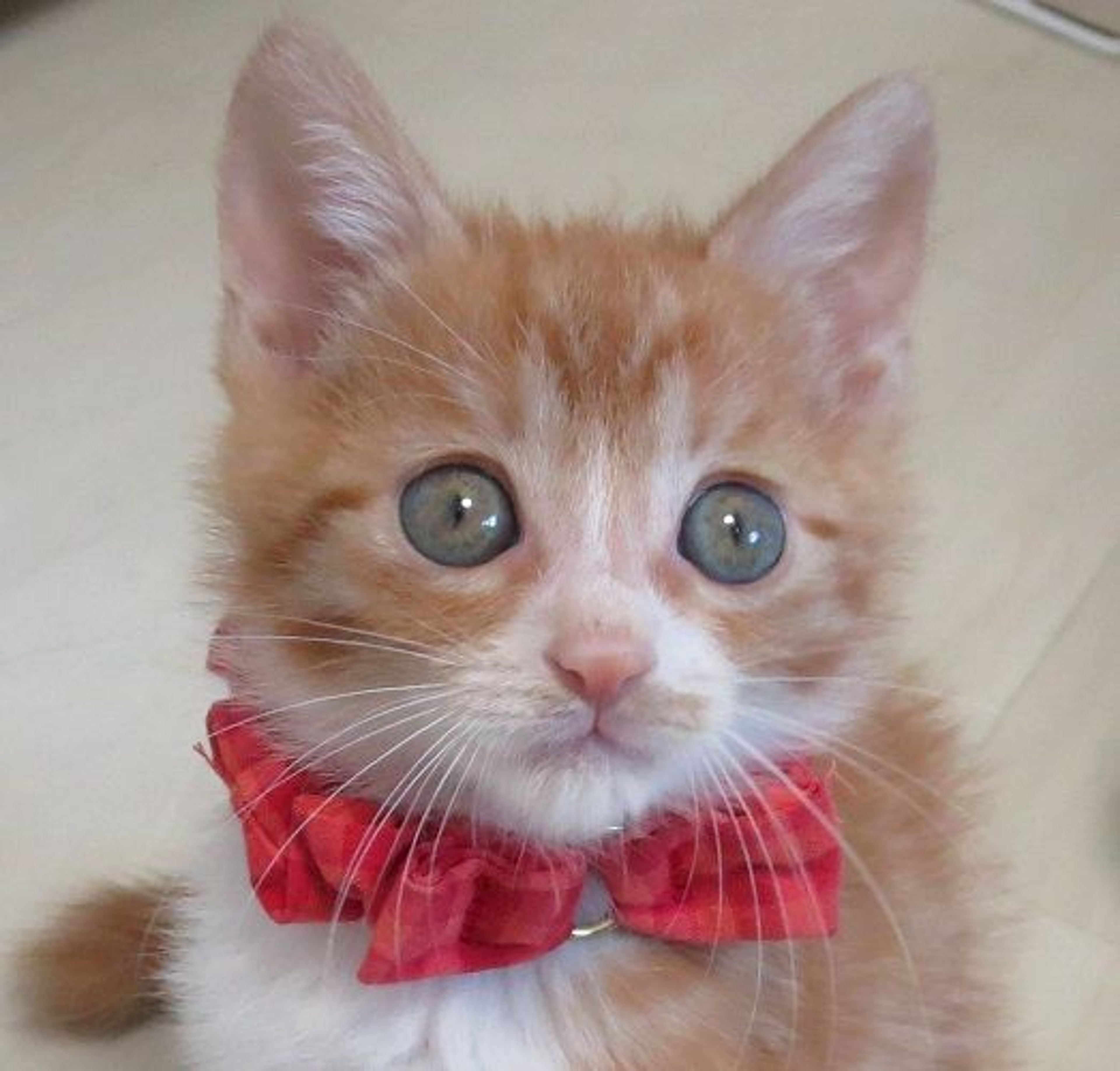雑種（ミックス猫）・オスの里親募集の写真