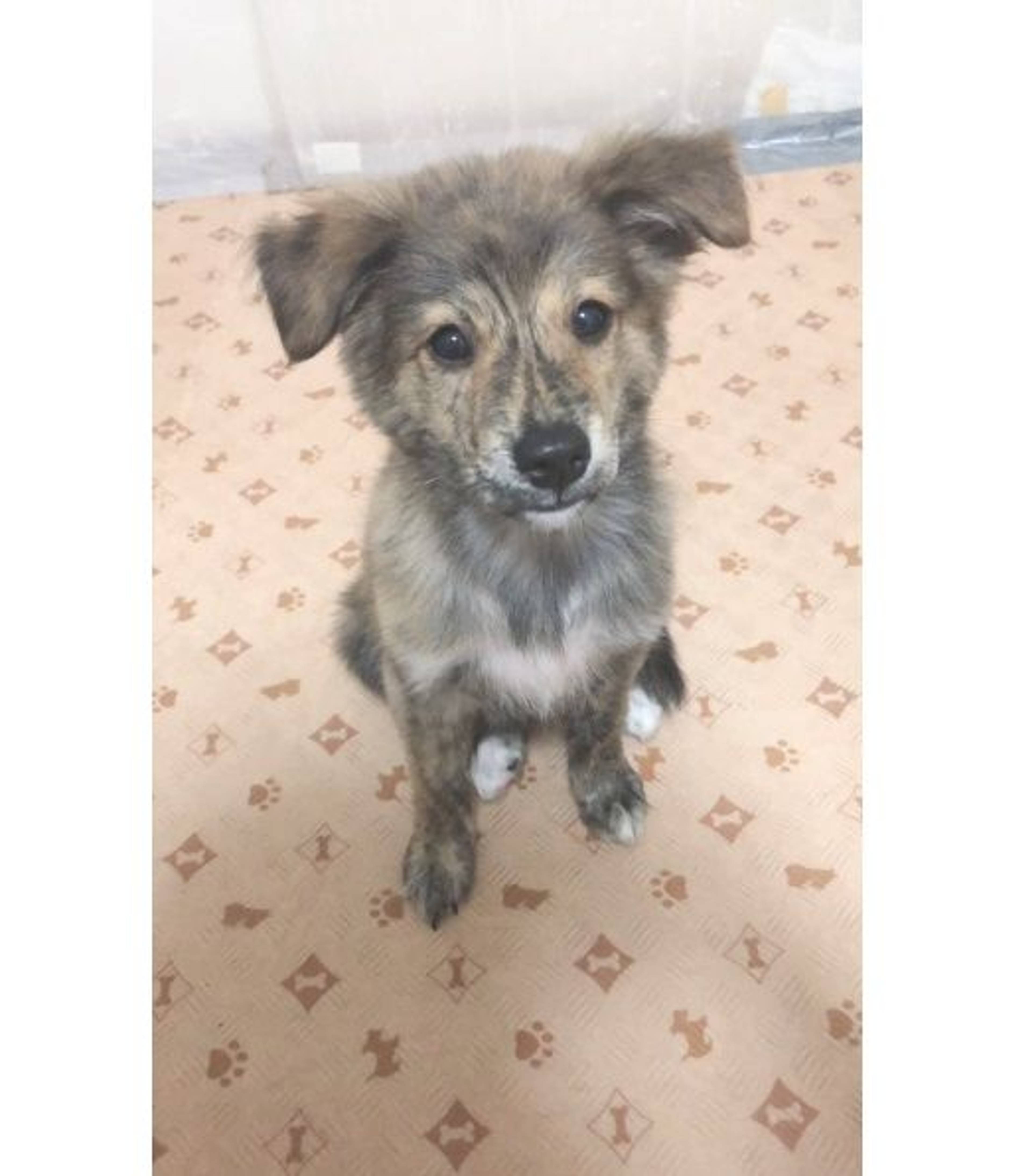 雑種（ミックス犬）・オスの里親募集の写真