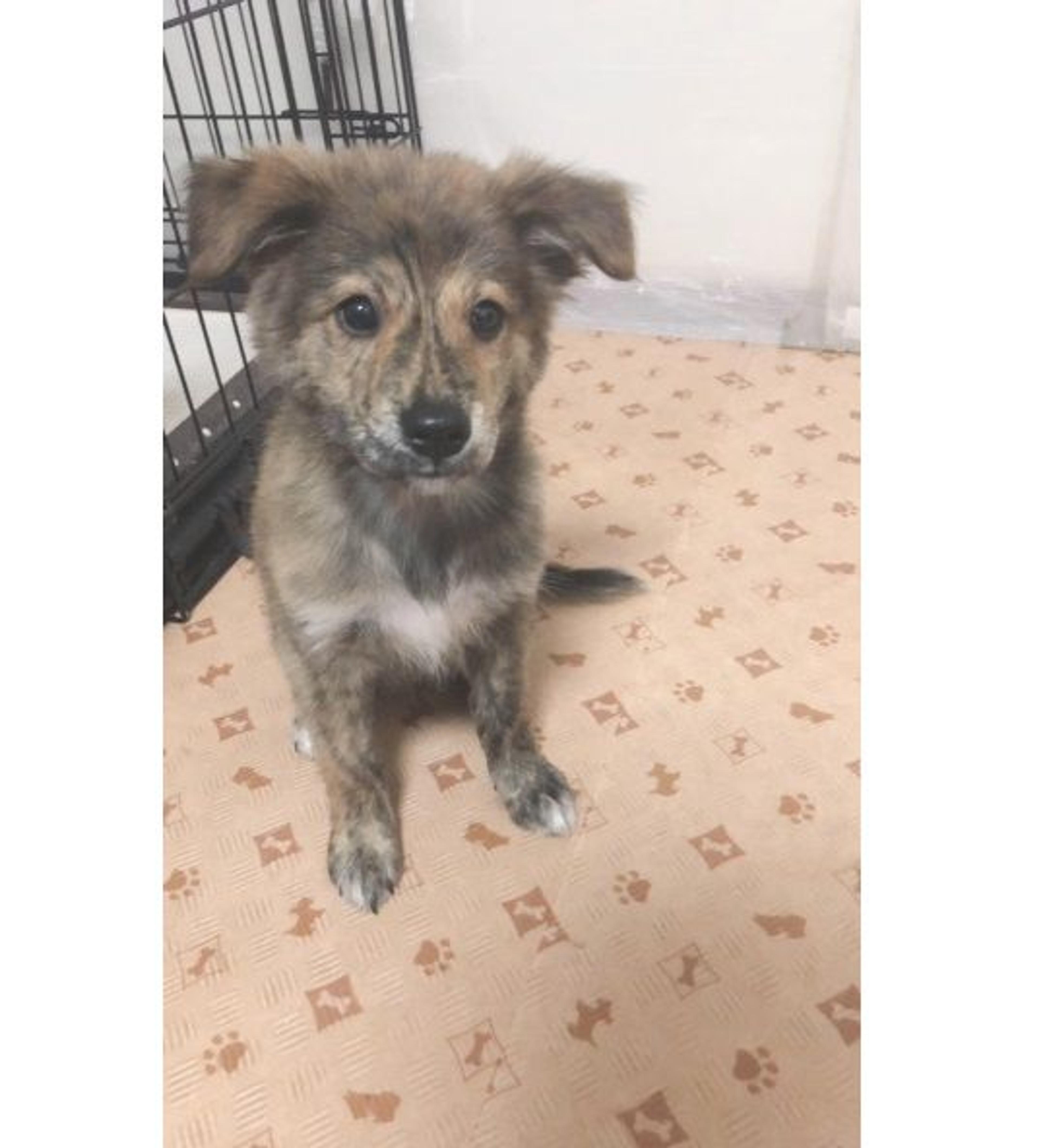 pet-image-2