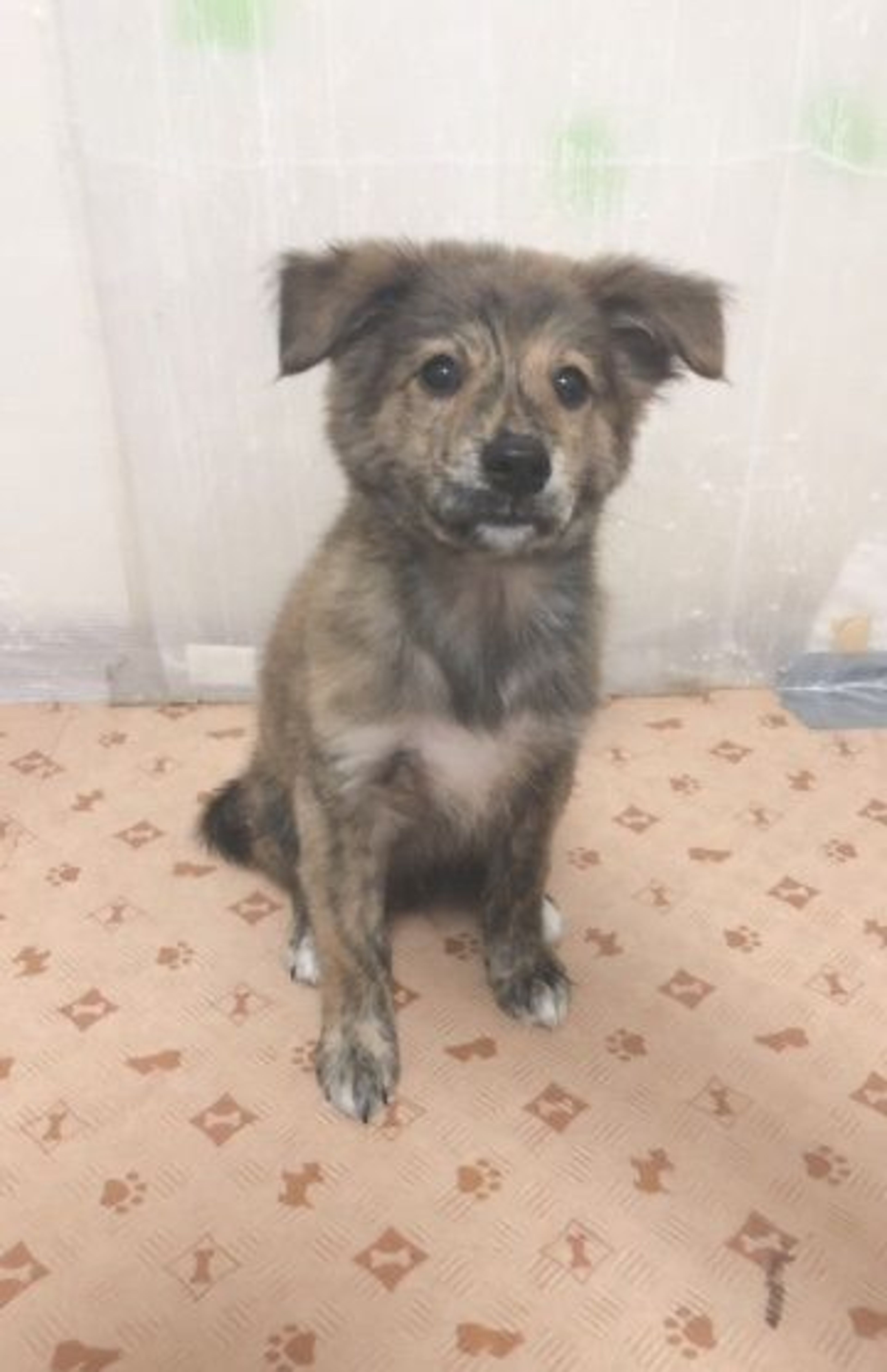 pet-image-4
