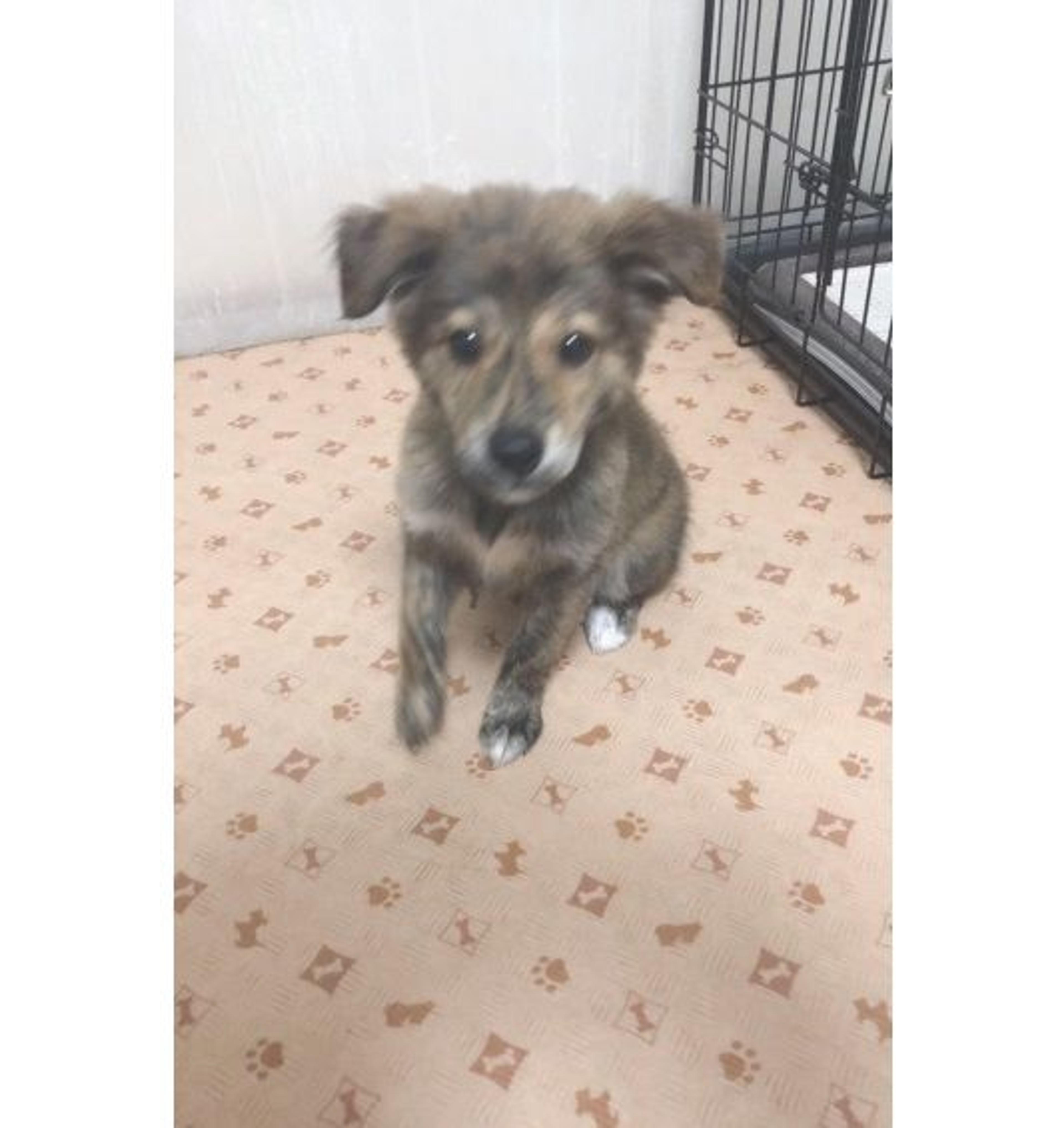 pet-image-5