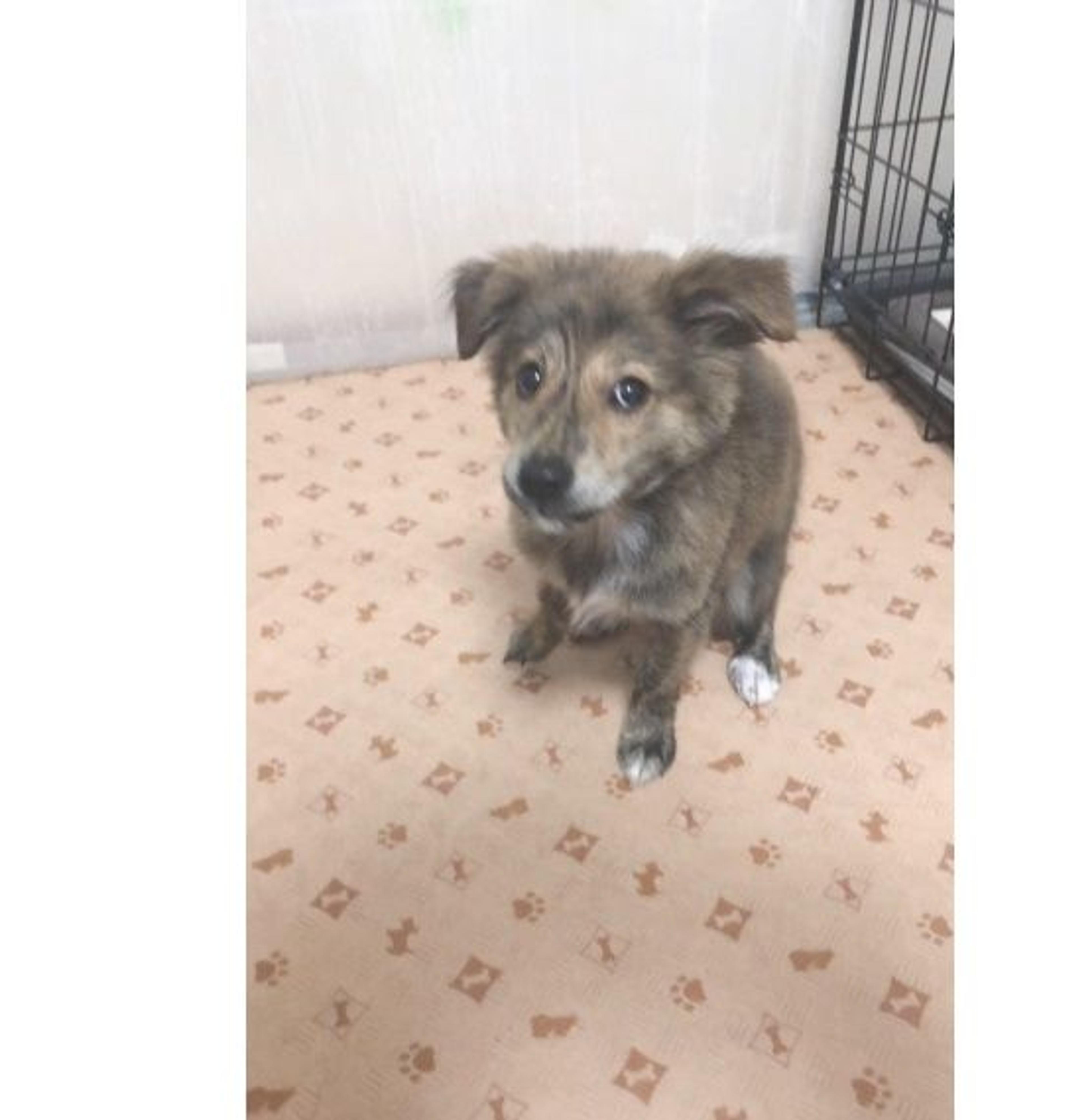 pet-image-6