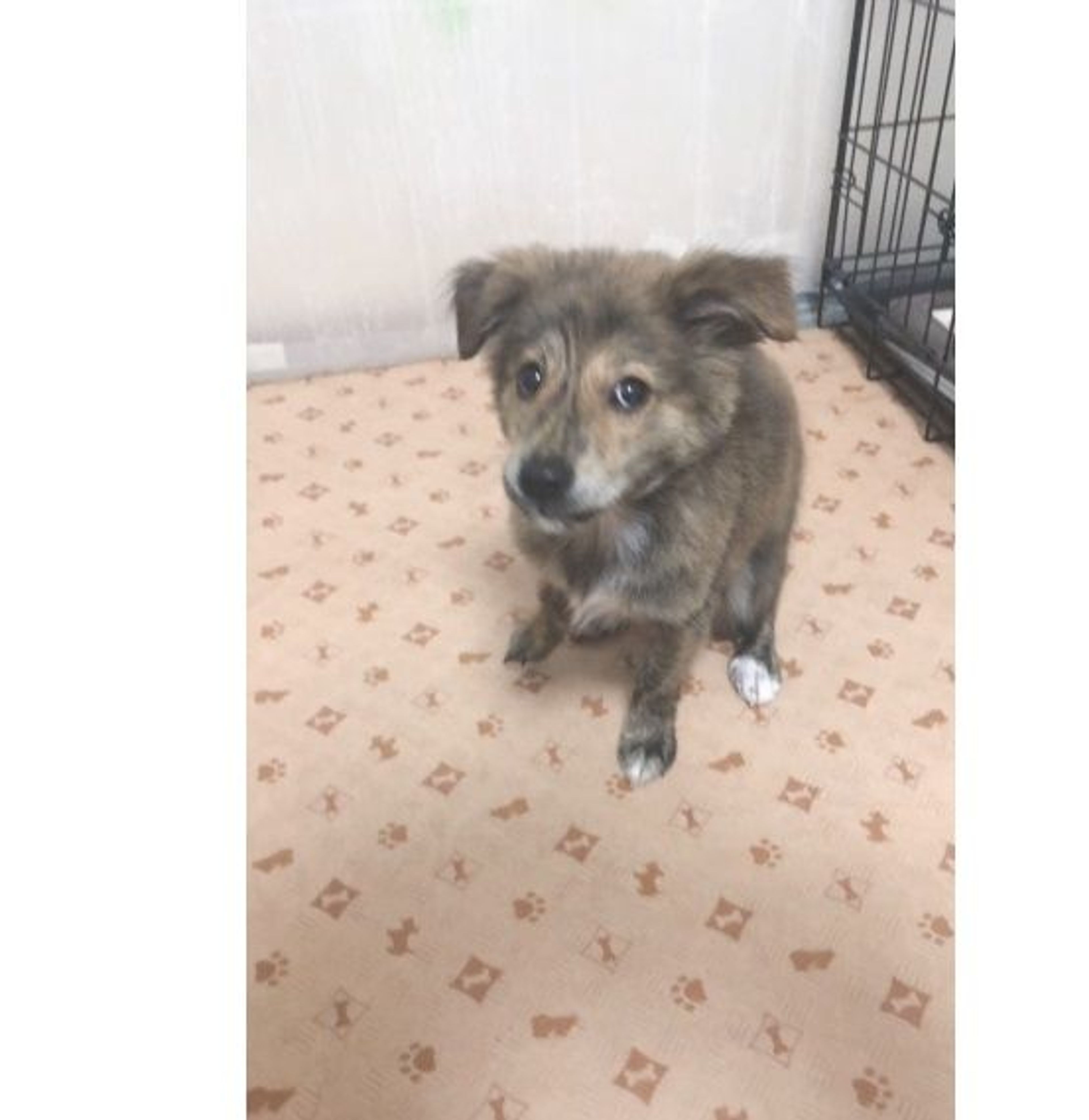 pet-image-6