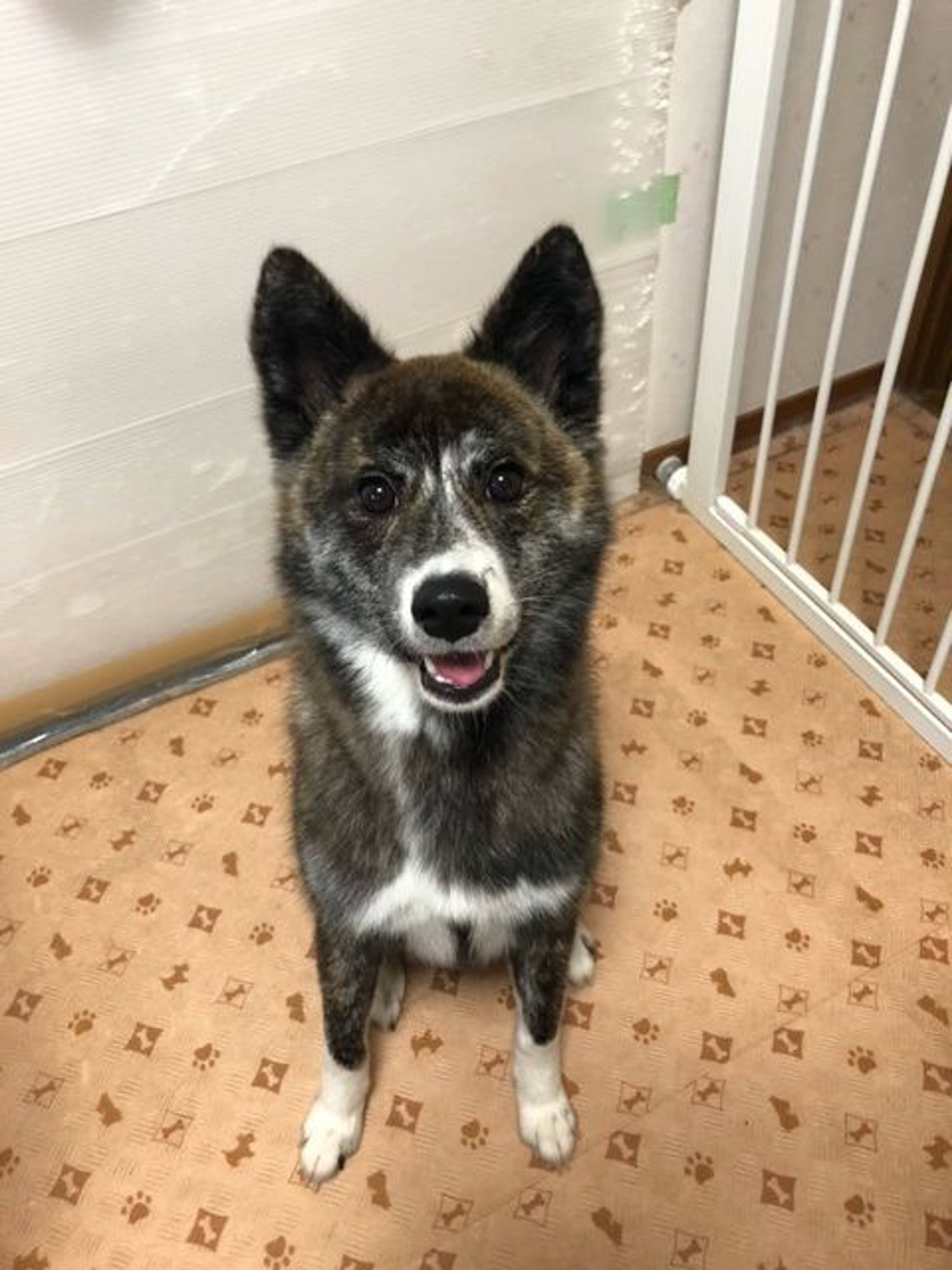 雑種（ミックス犬）・メスの里親募集の写真