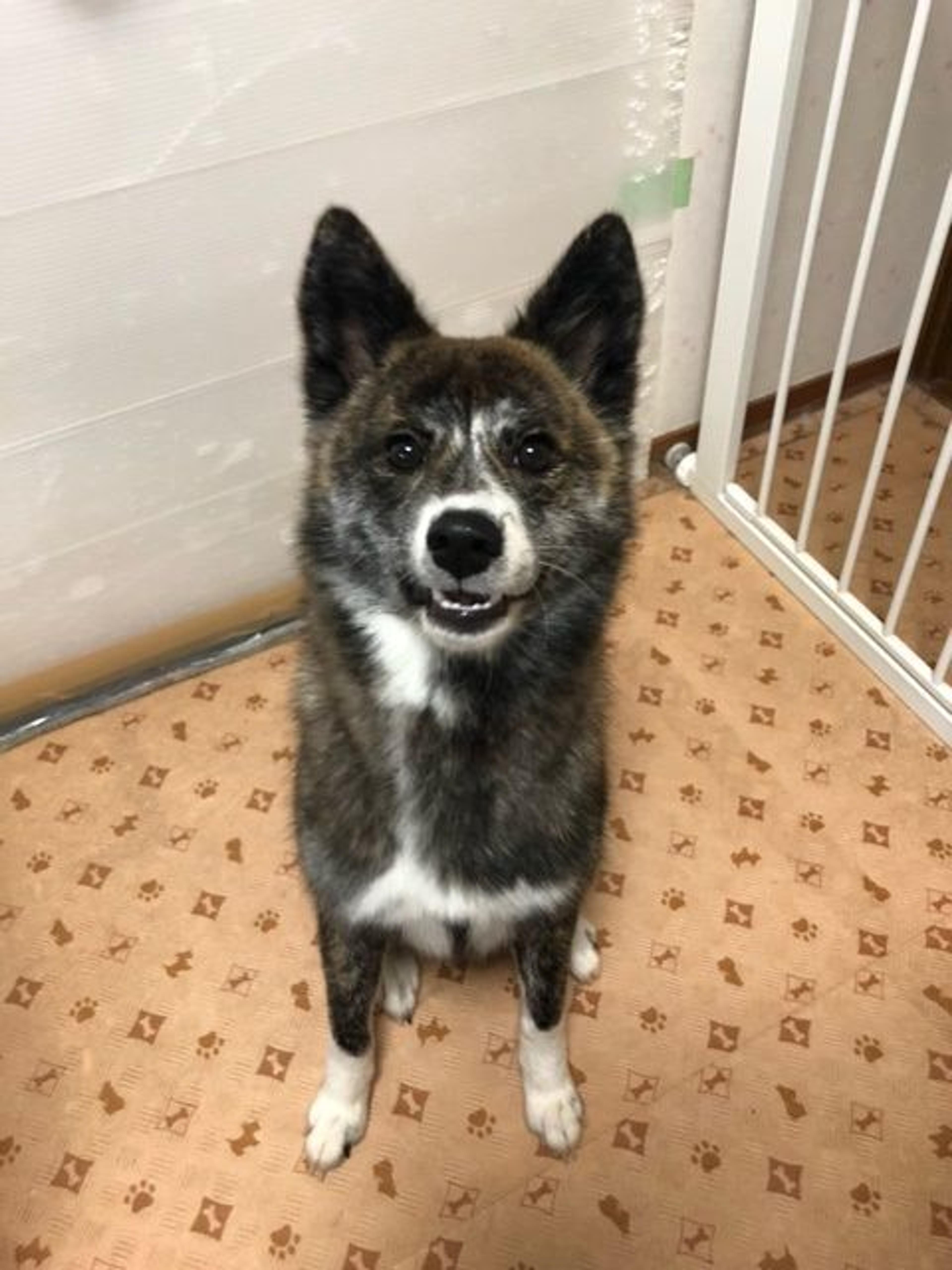 pet-image-2