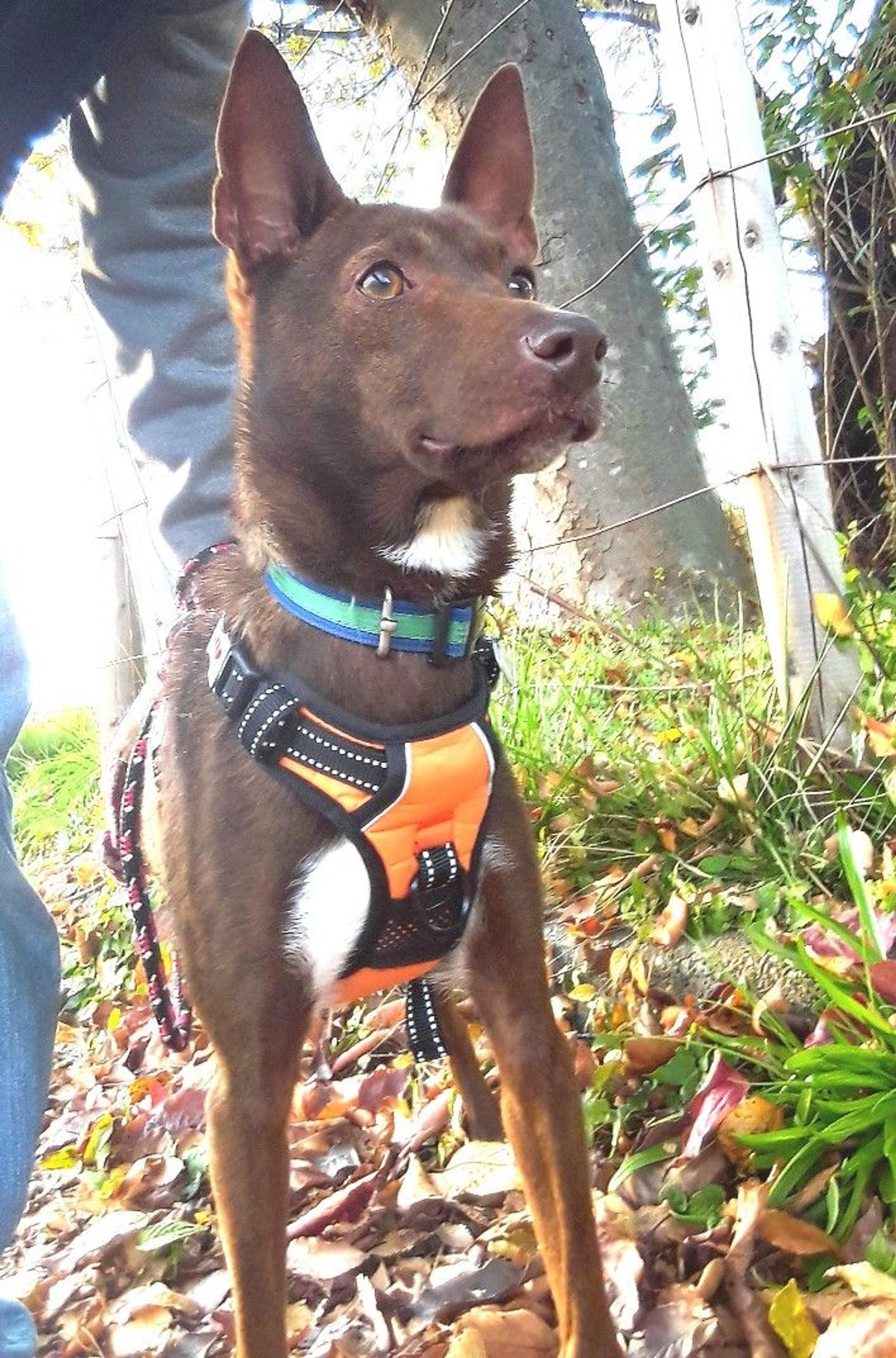 pet-image-2