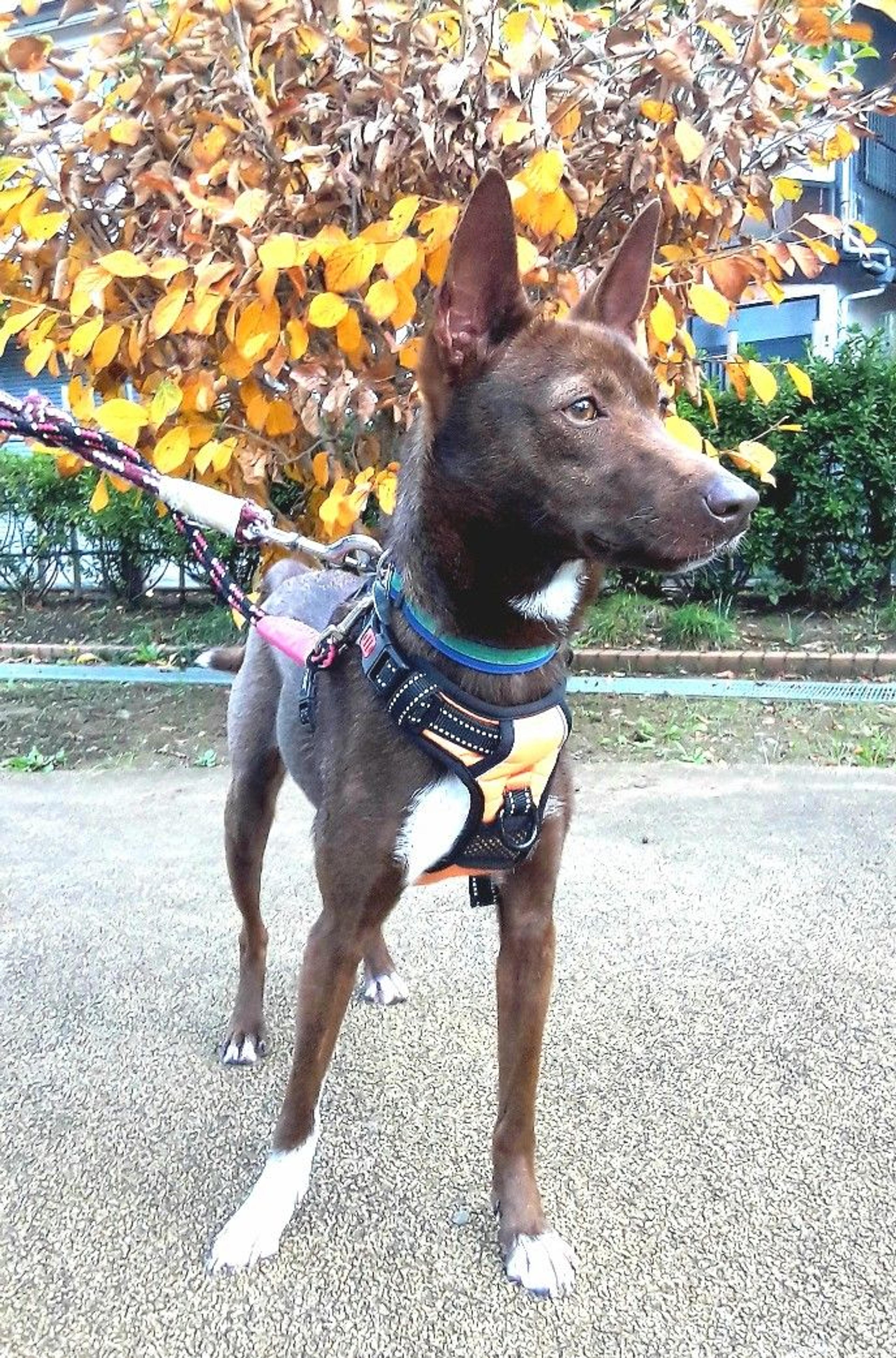 pet-image-3