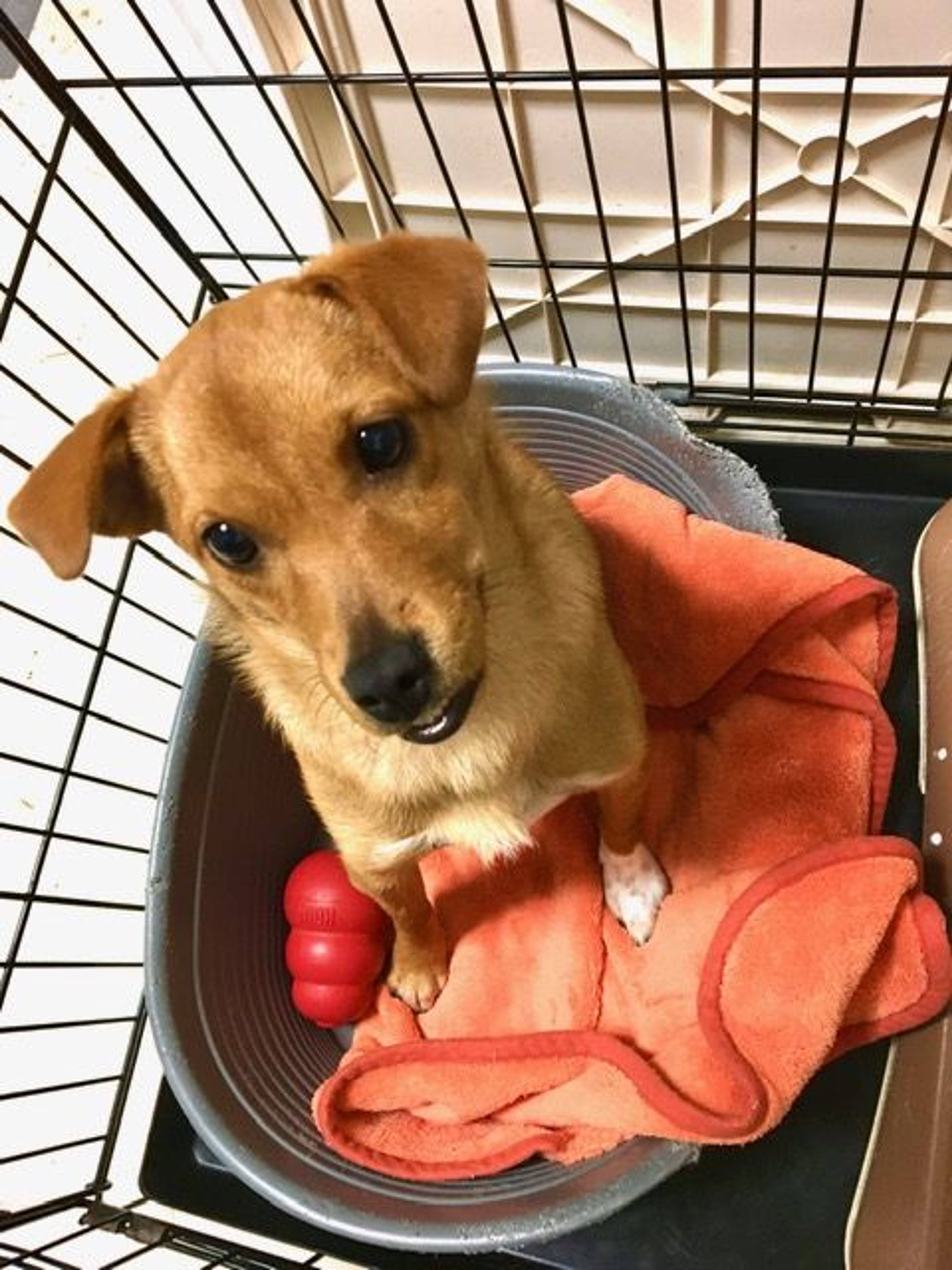 雑種（ミックス犬）・メスの里親募集の写真