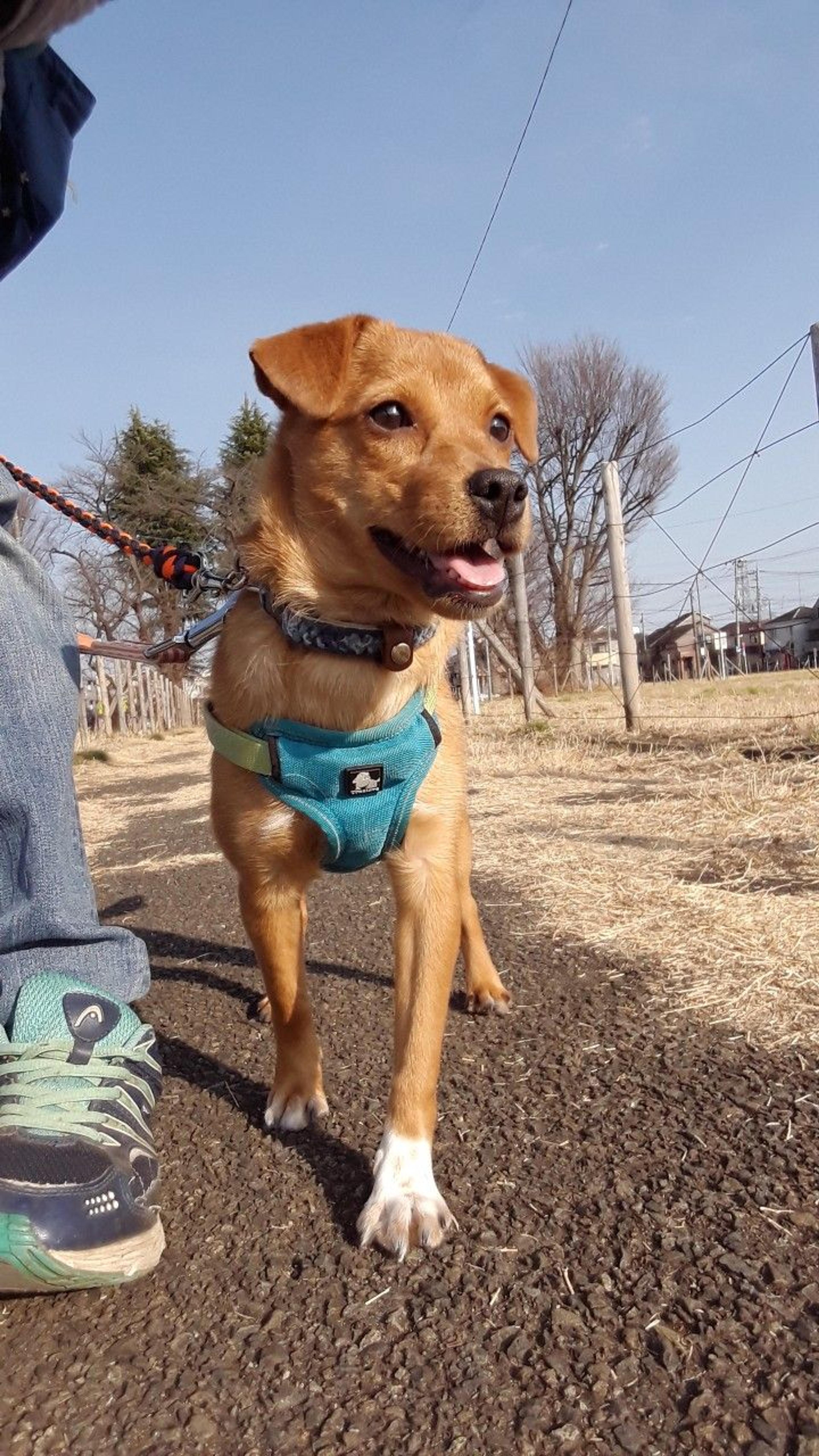 pet-image-4