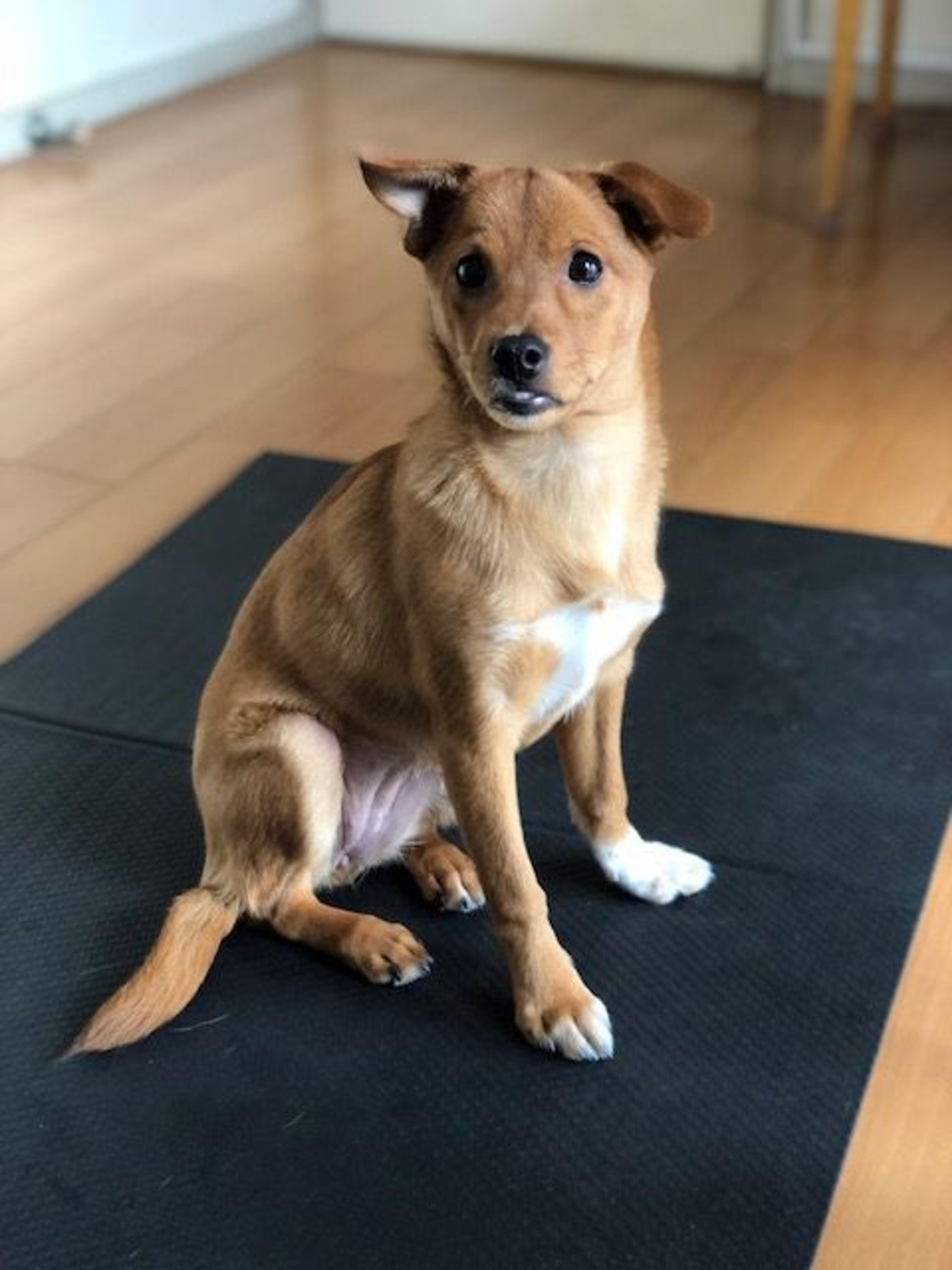 pet-image-8