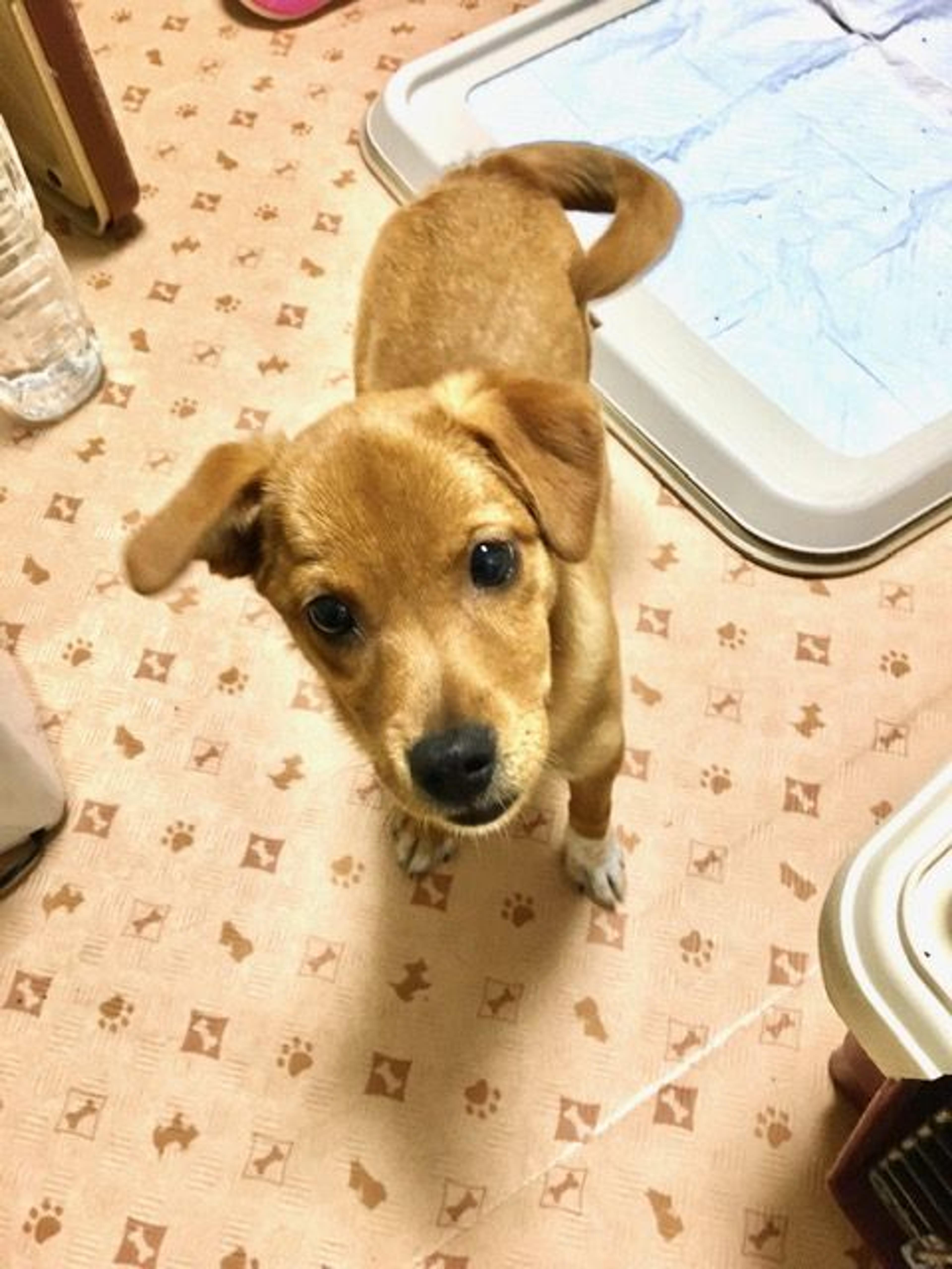 pet-image-9