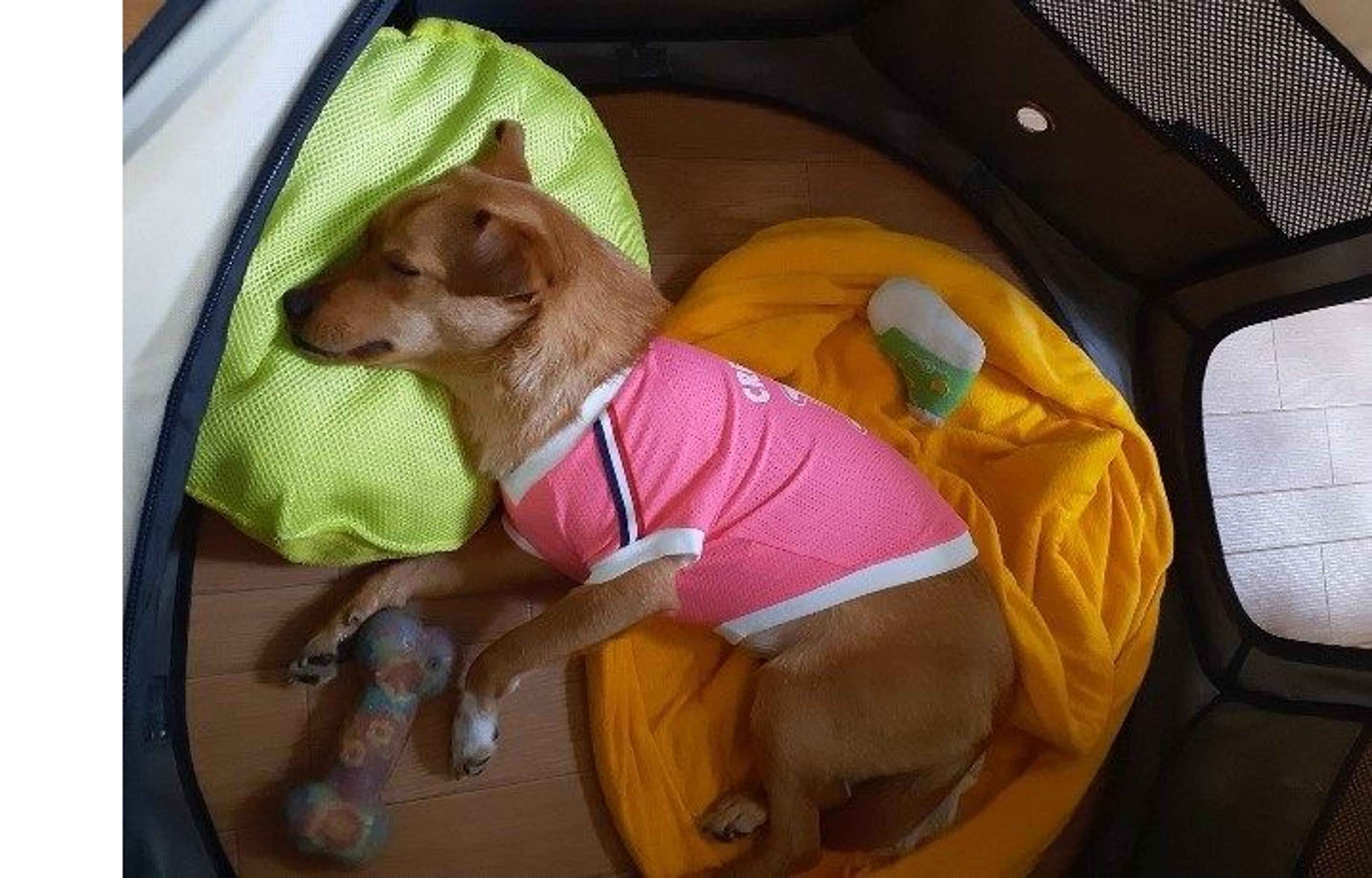 pet-image-3