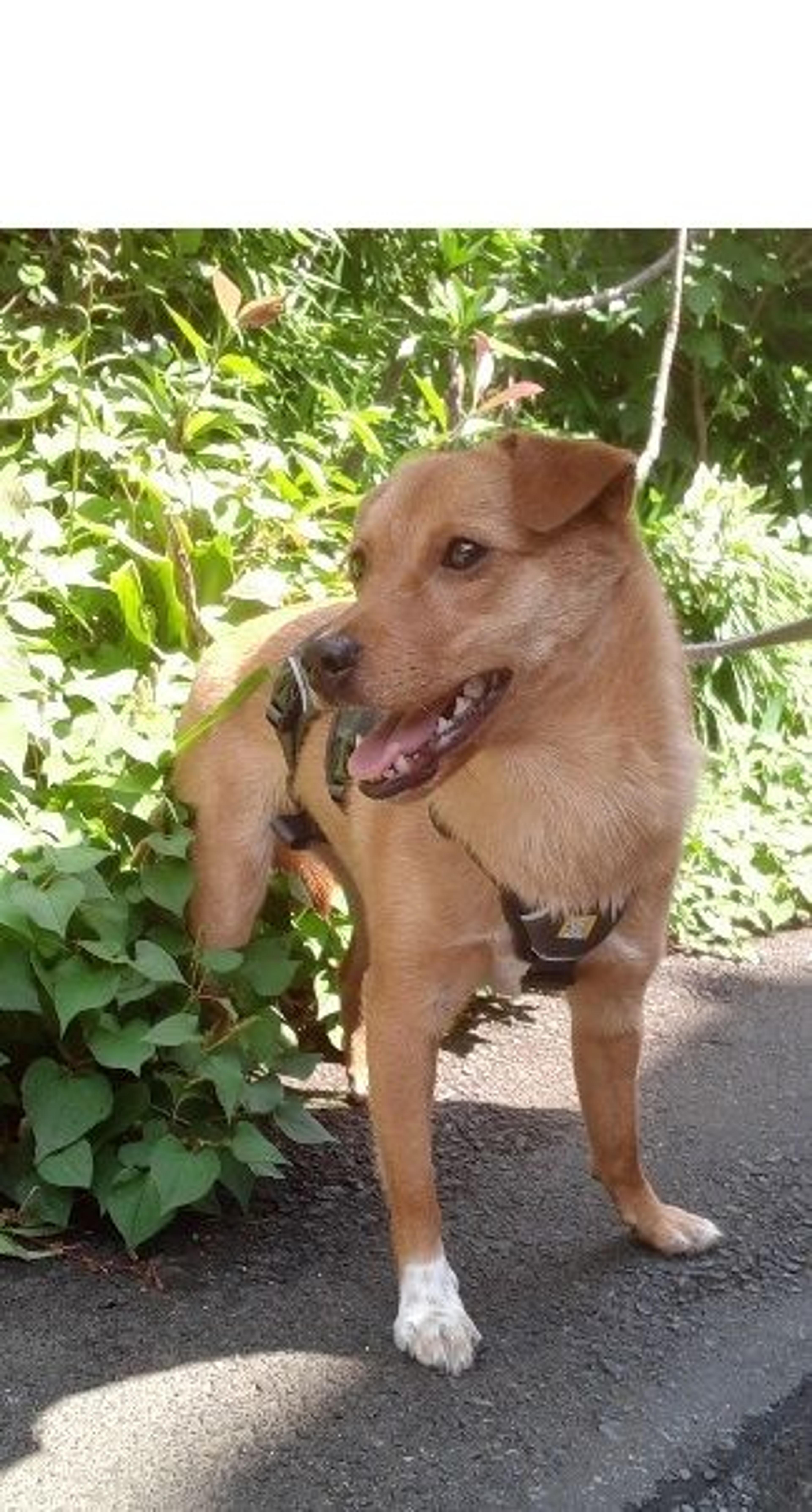 pet-image-6