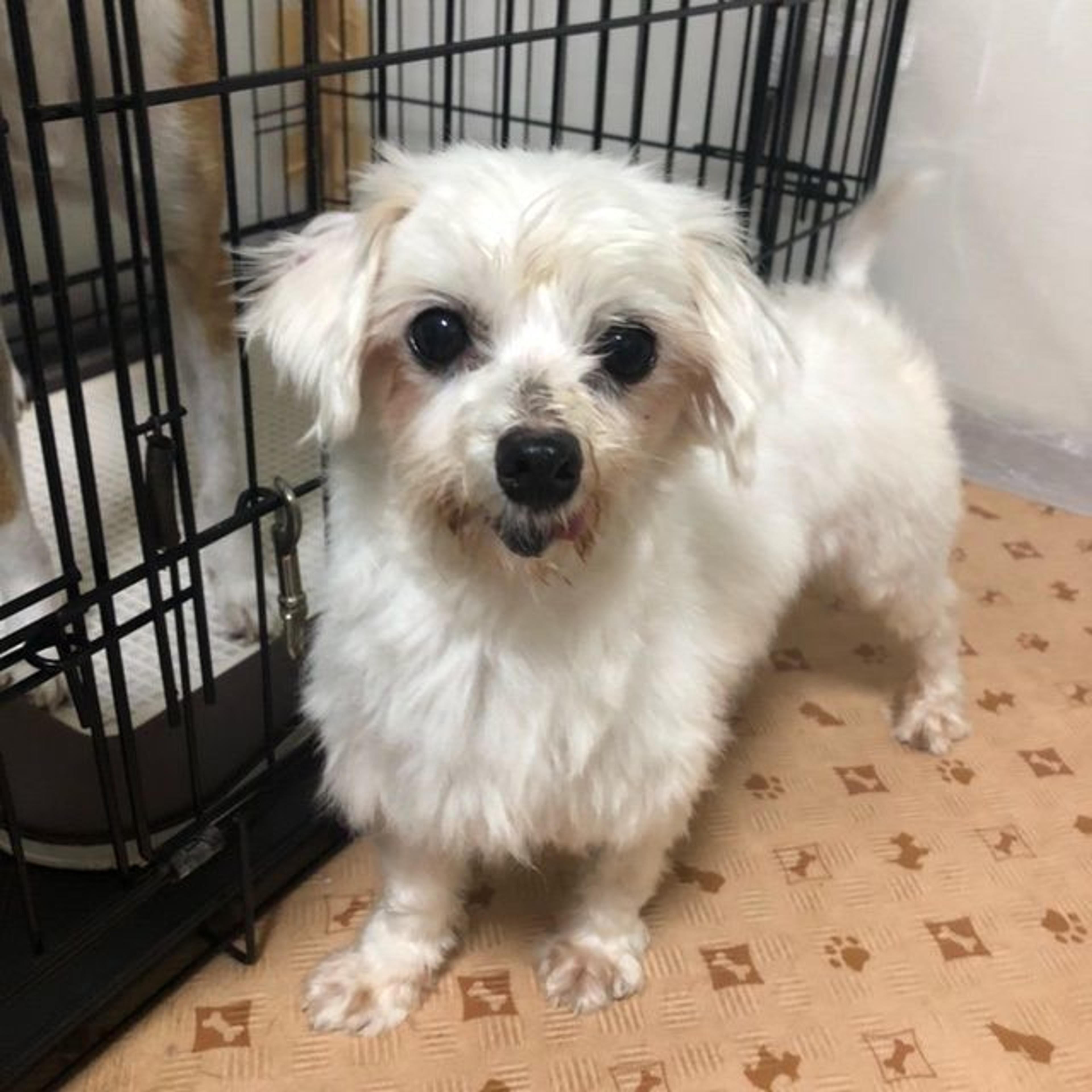 pet-image-2