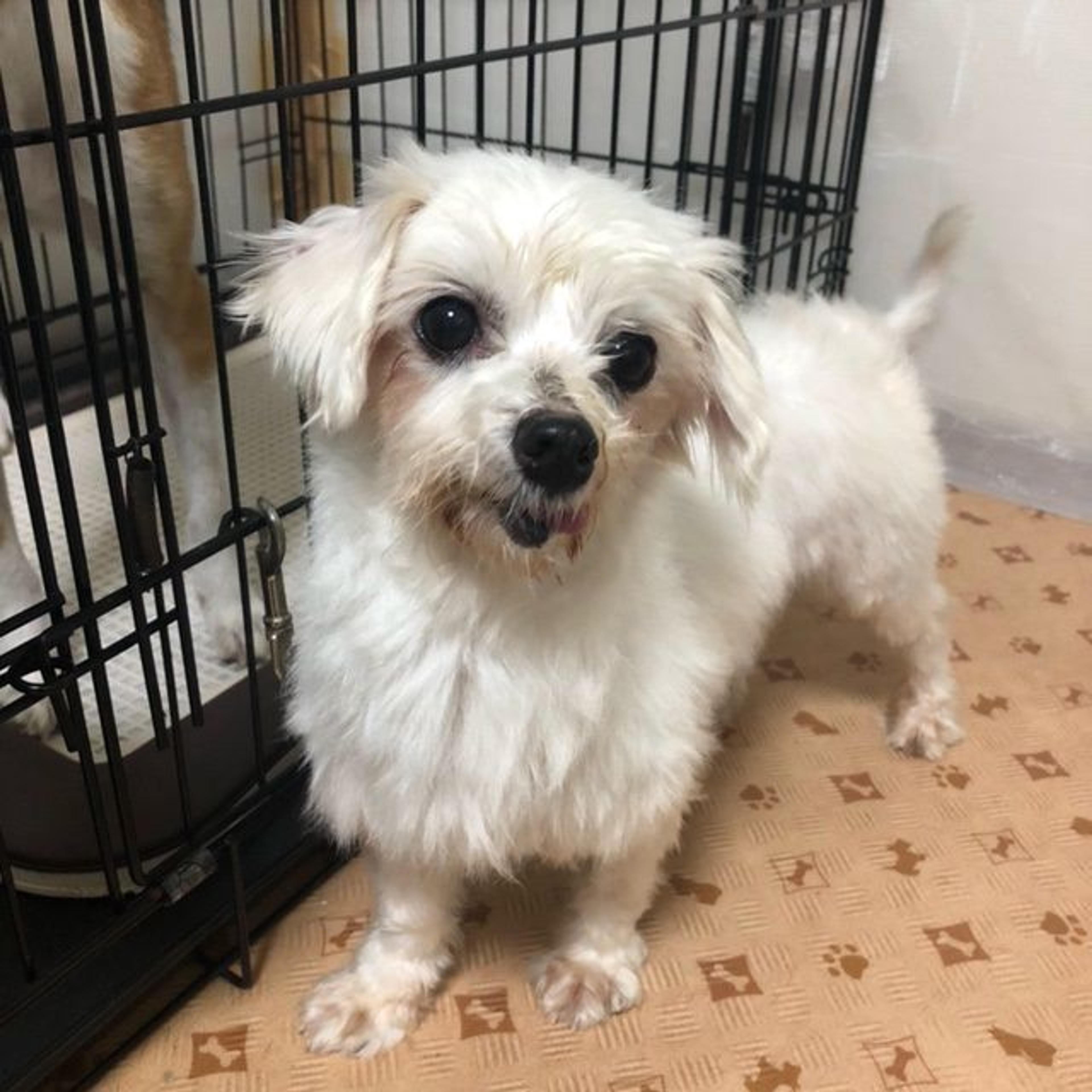 pet-image-3