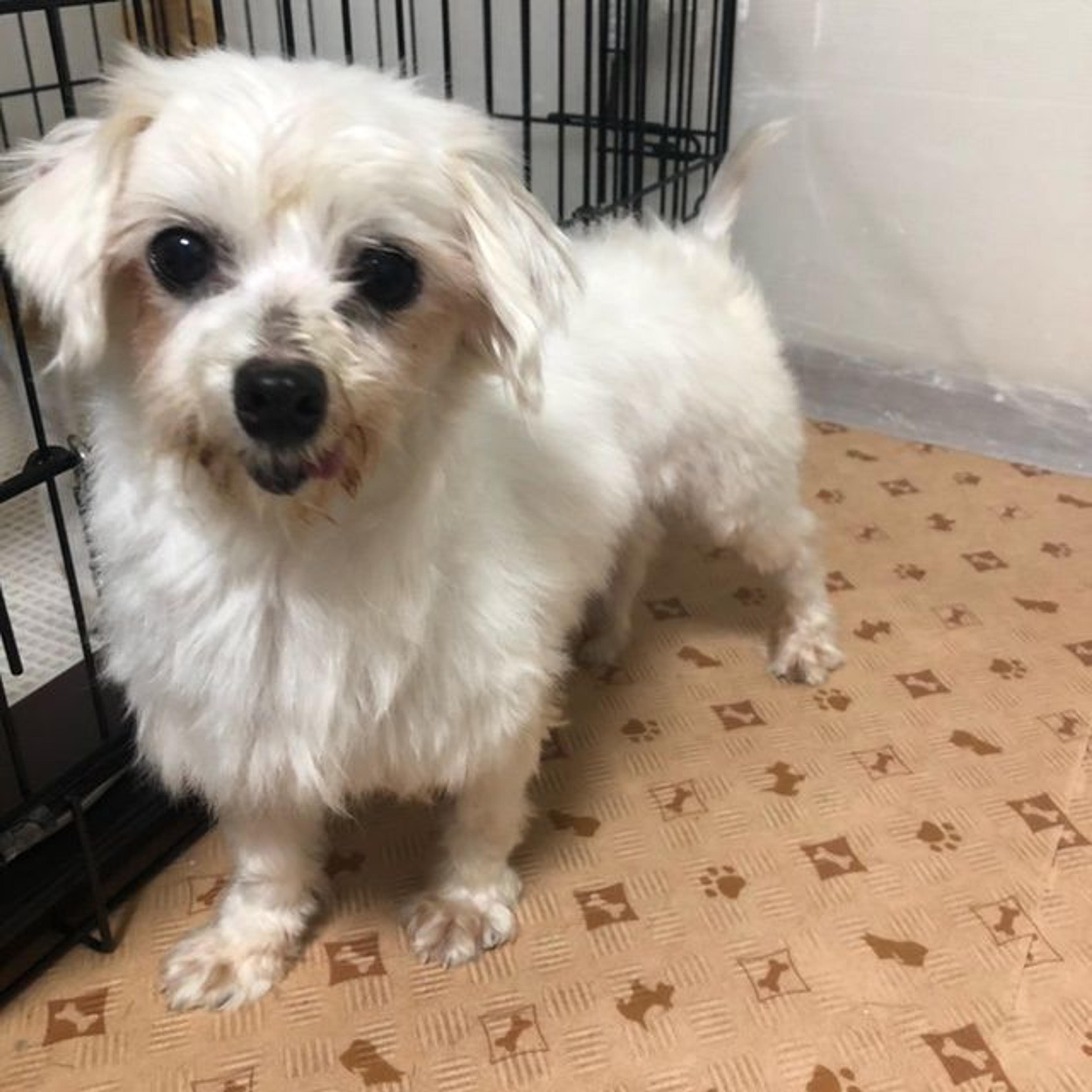 pet-image-4