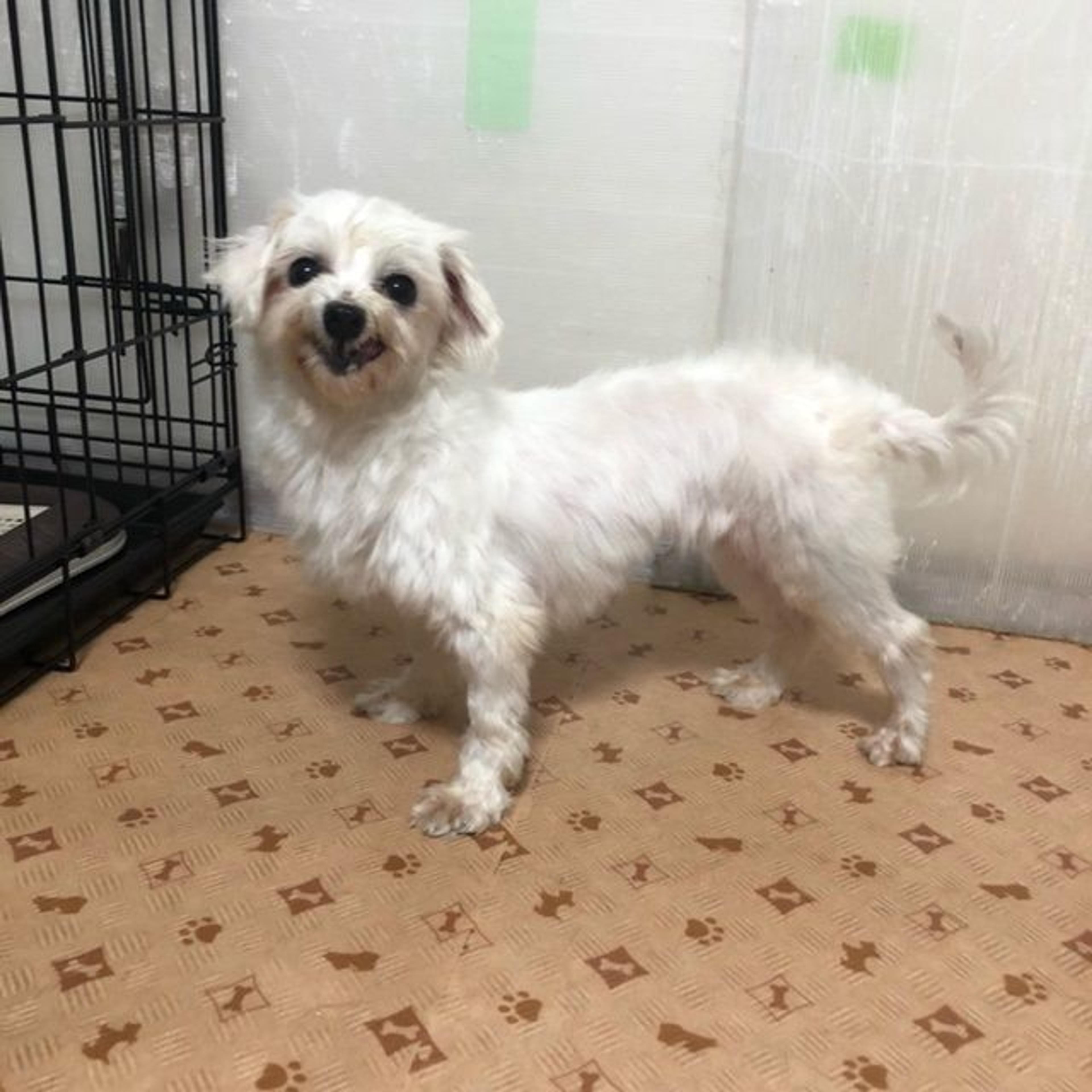 pet-image-6
