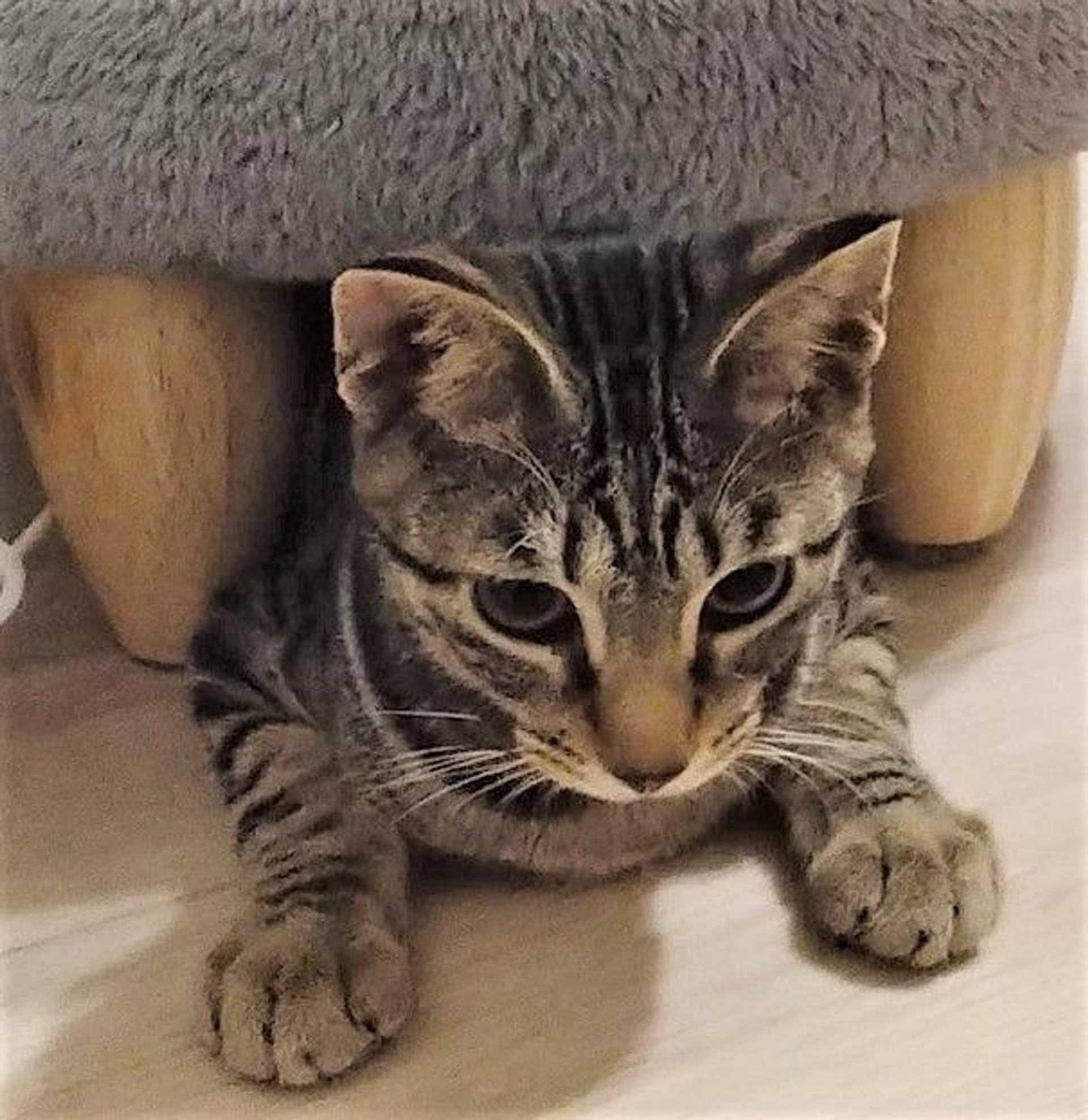 pet-image-3