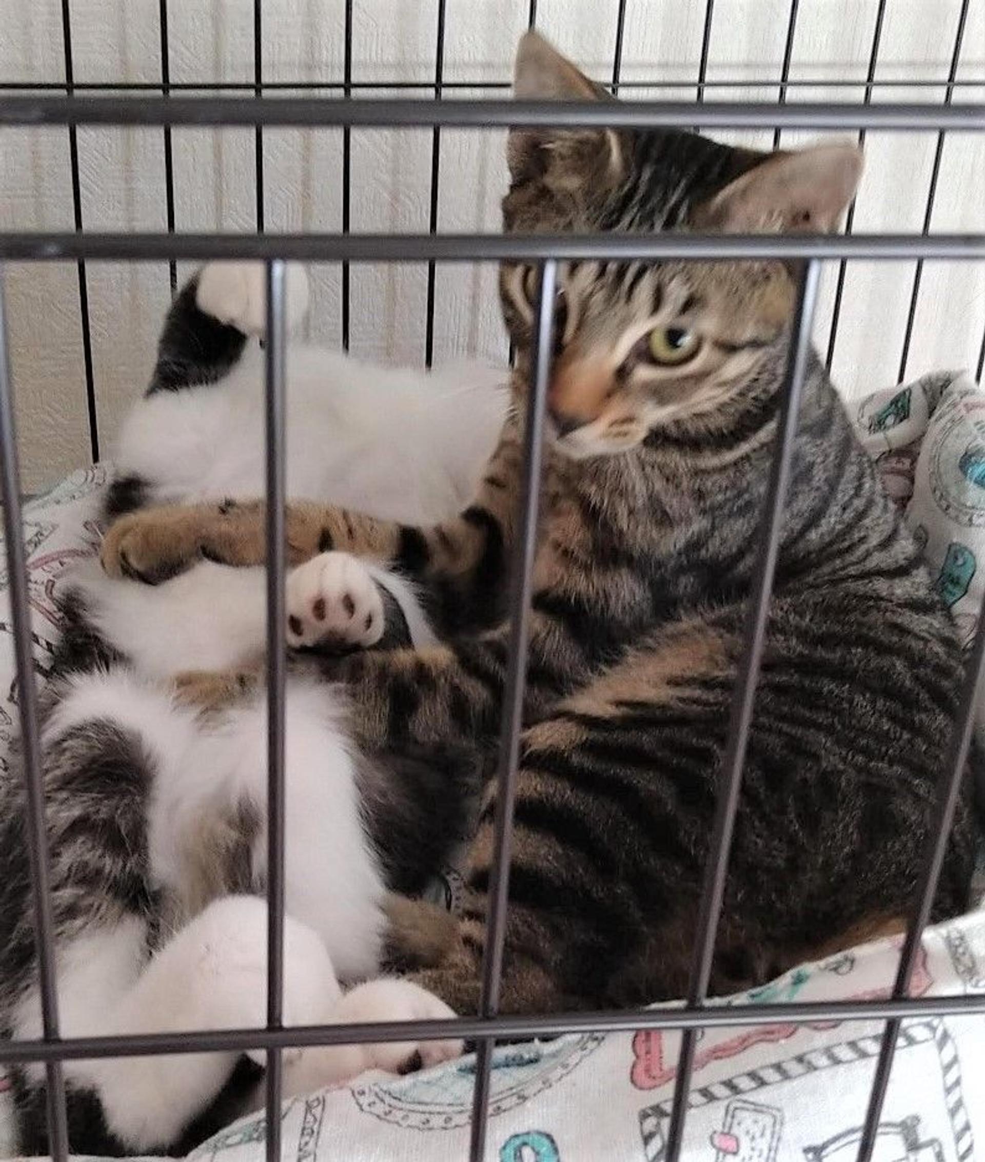 pet-image-4