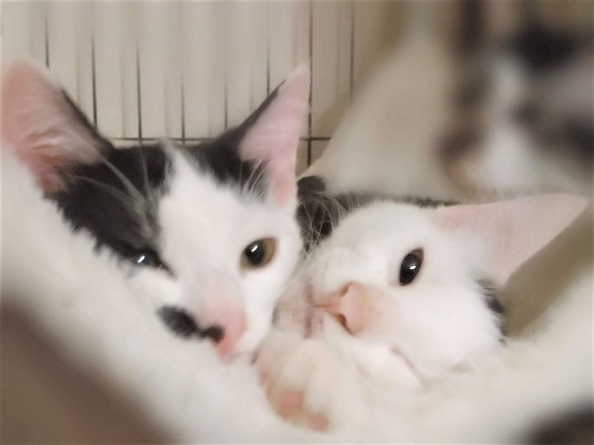 雑種（ミックス猫）・メスの里親募集の写真
