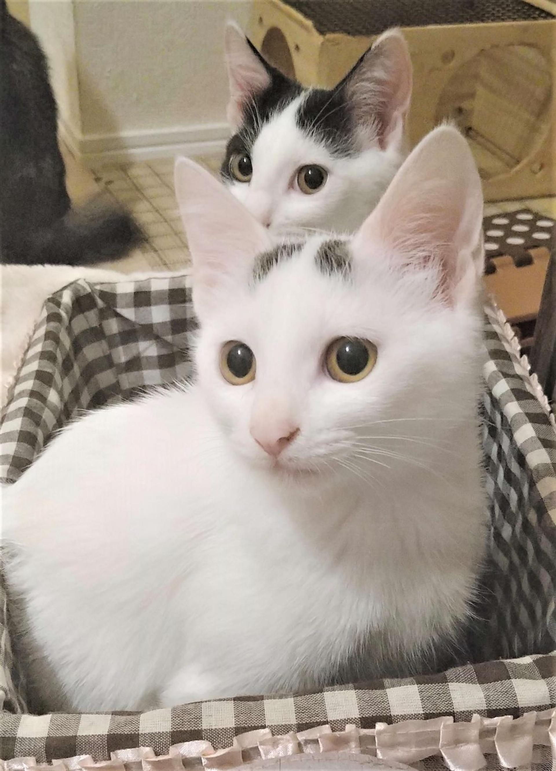 pet-image-2