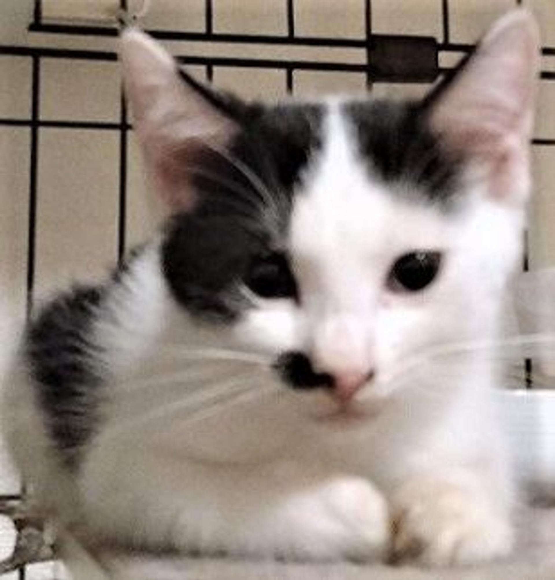 pet-image-3