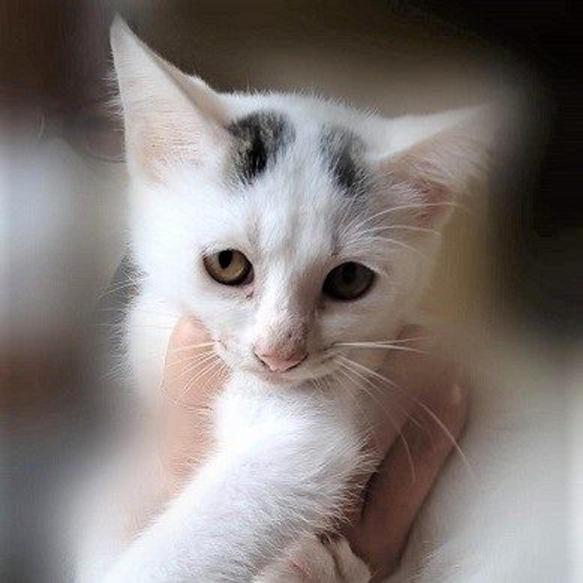 pet-image-4
