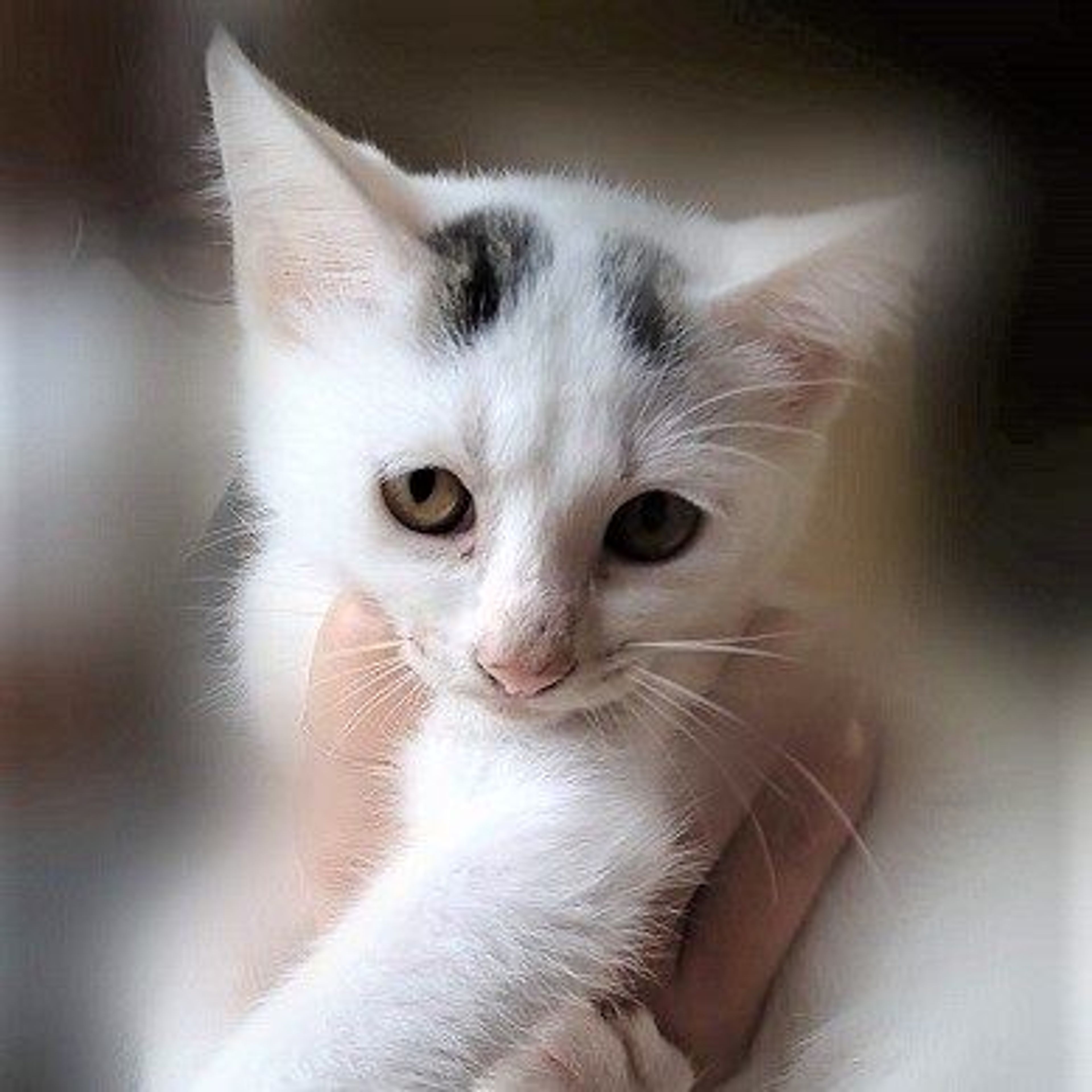 pet-image-4