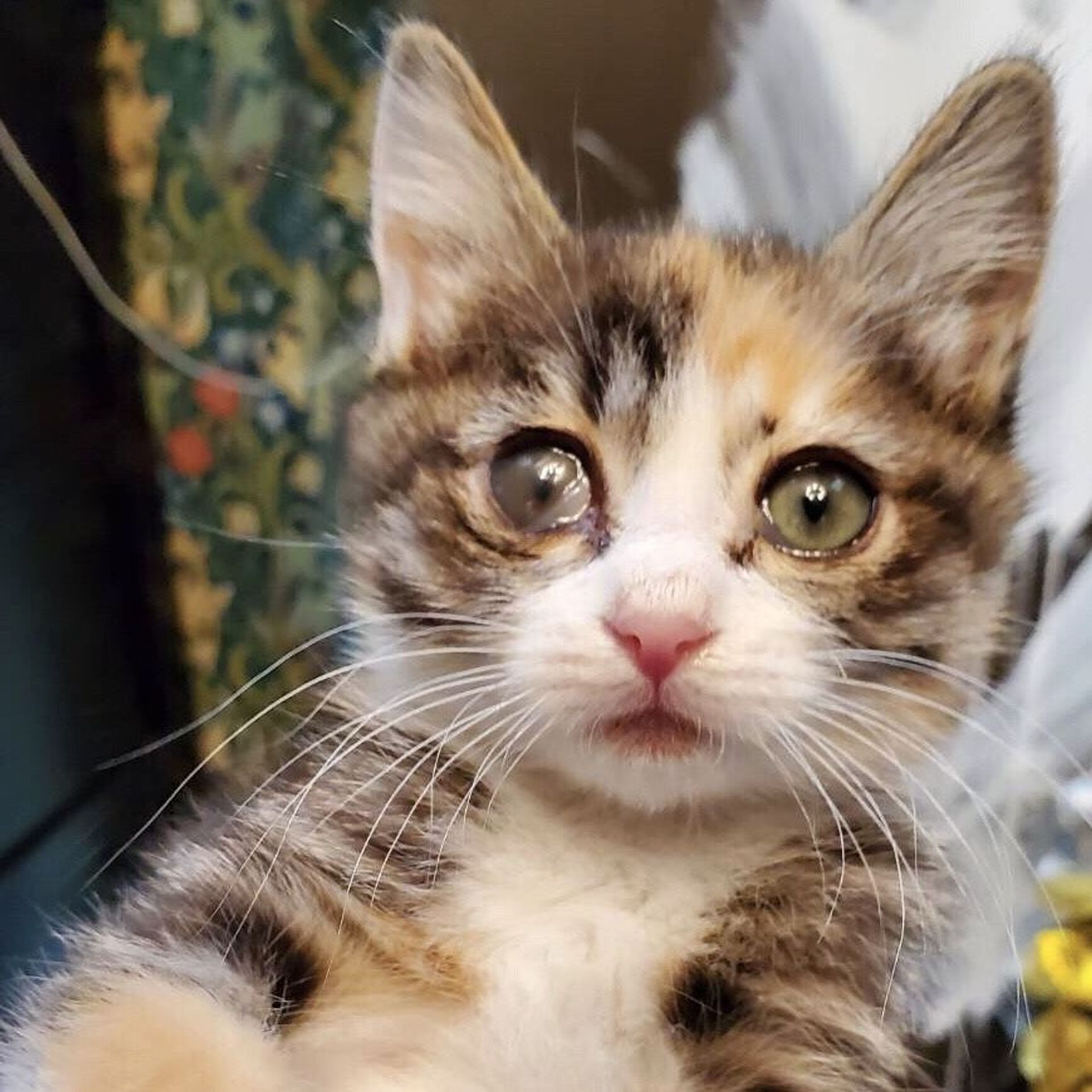 雑種（ミックス猫）・メスの里親募集の写真