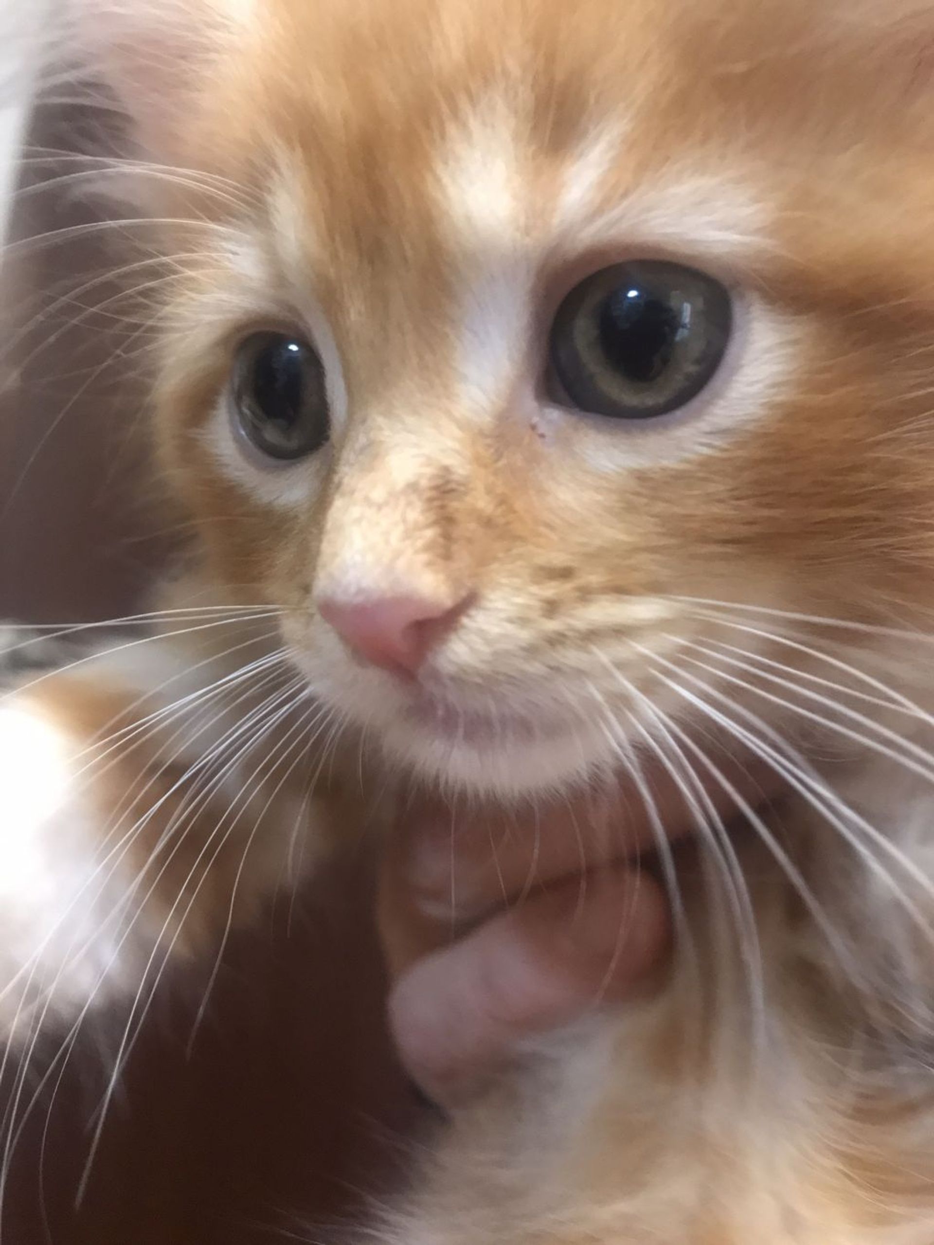 雑種（ミックス猫）・オスの里親募集の写真