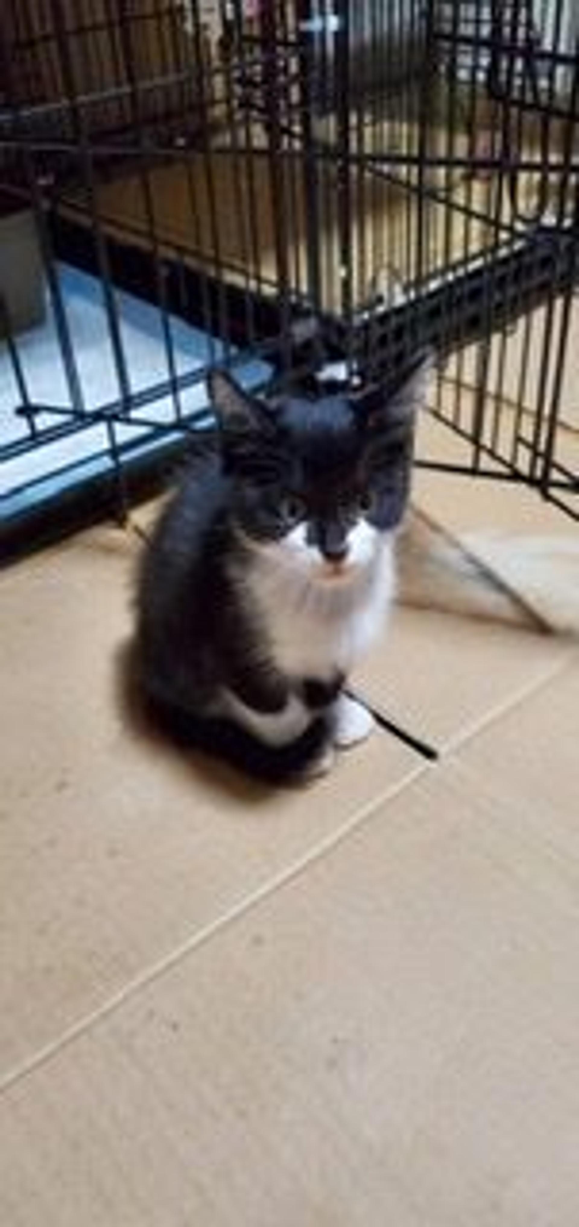 pet-image-3